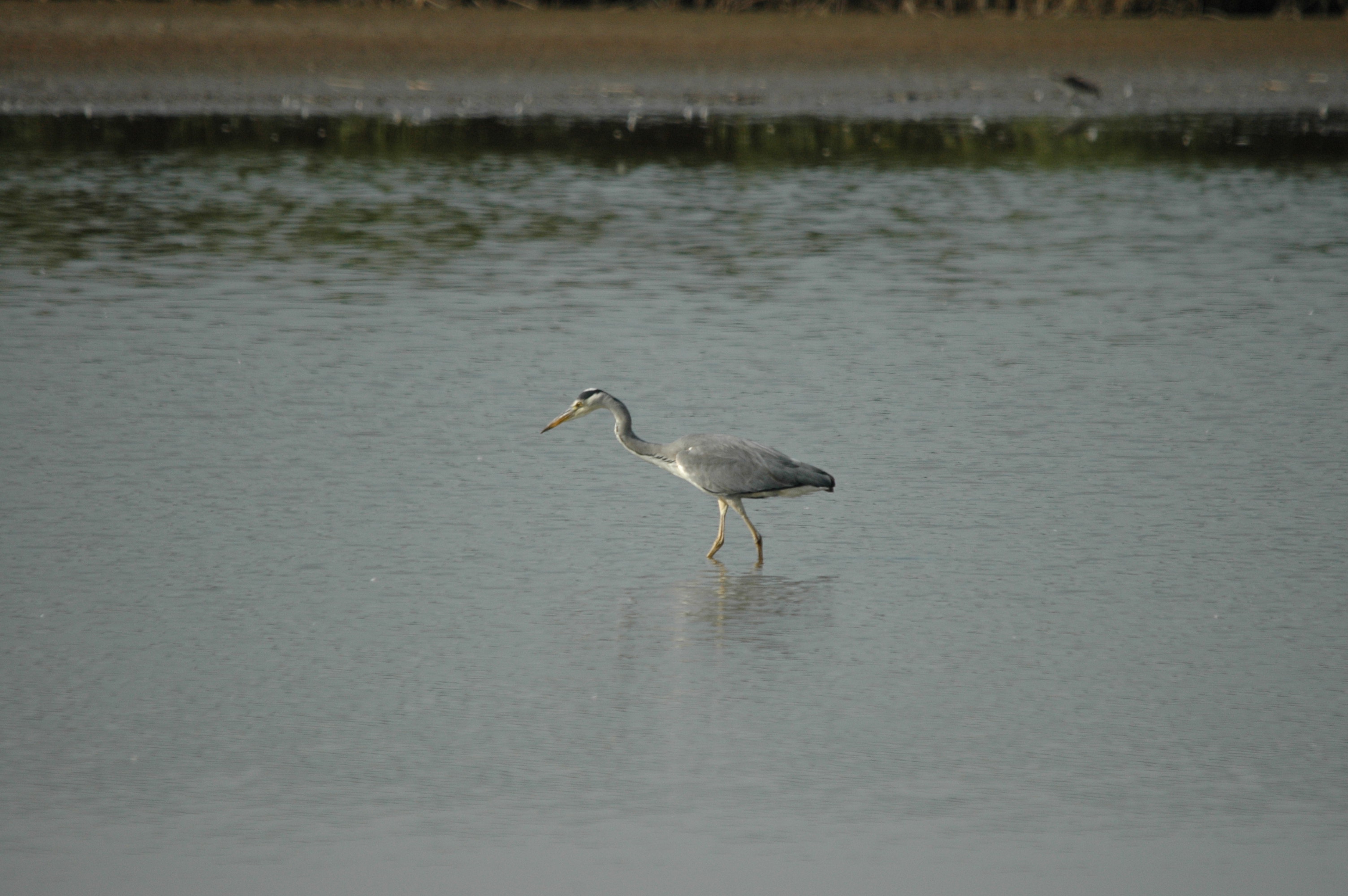 photos/wildlife/Bird_Species/021-Herons/0299-Grey_Heron/dsc_3409.jpg