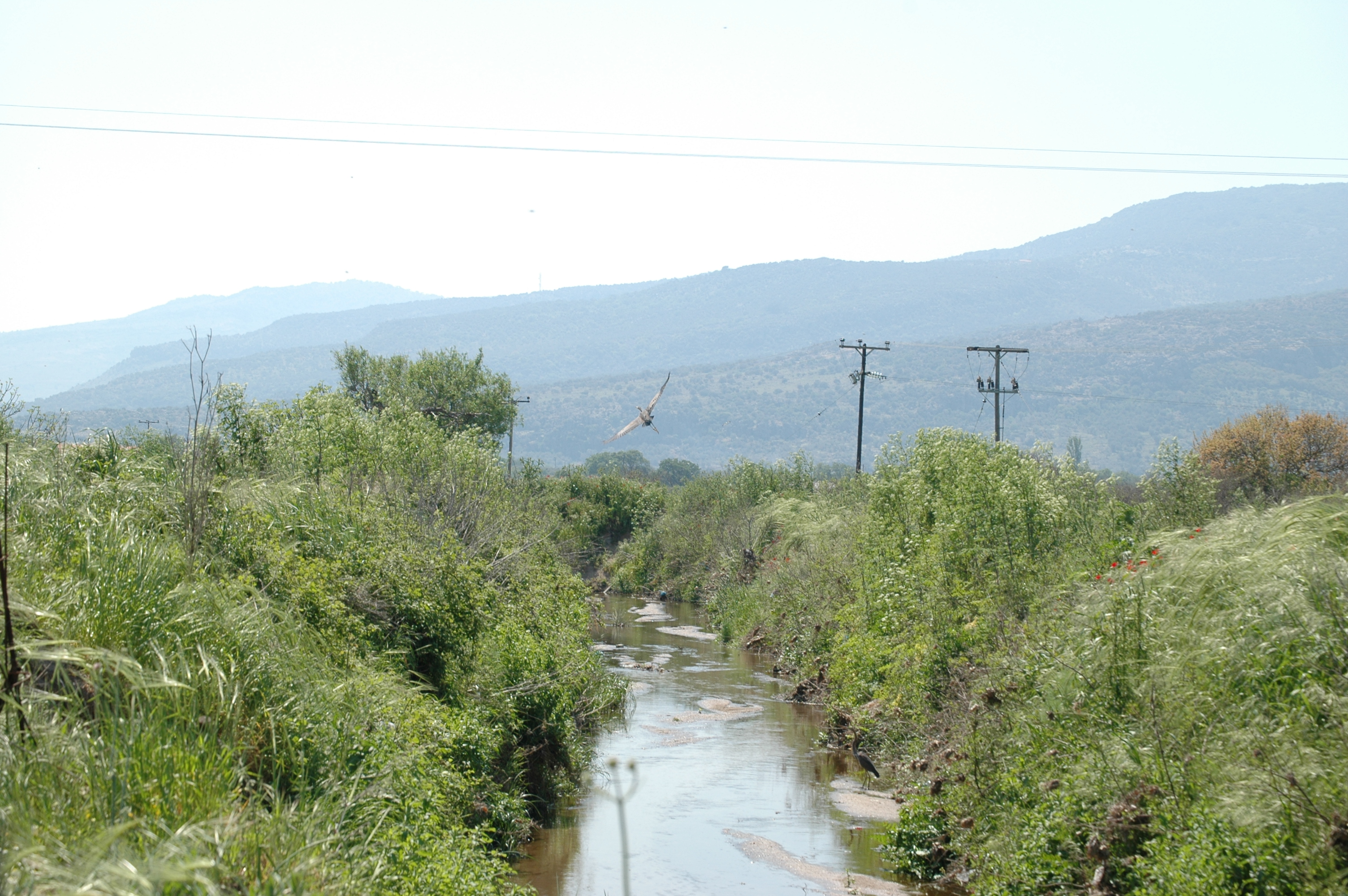 photos/wildlife/Bird_Species/021-Herons/0308-Purple_Heron/20060425-Lesvos-01.jpg