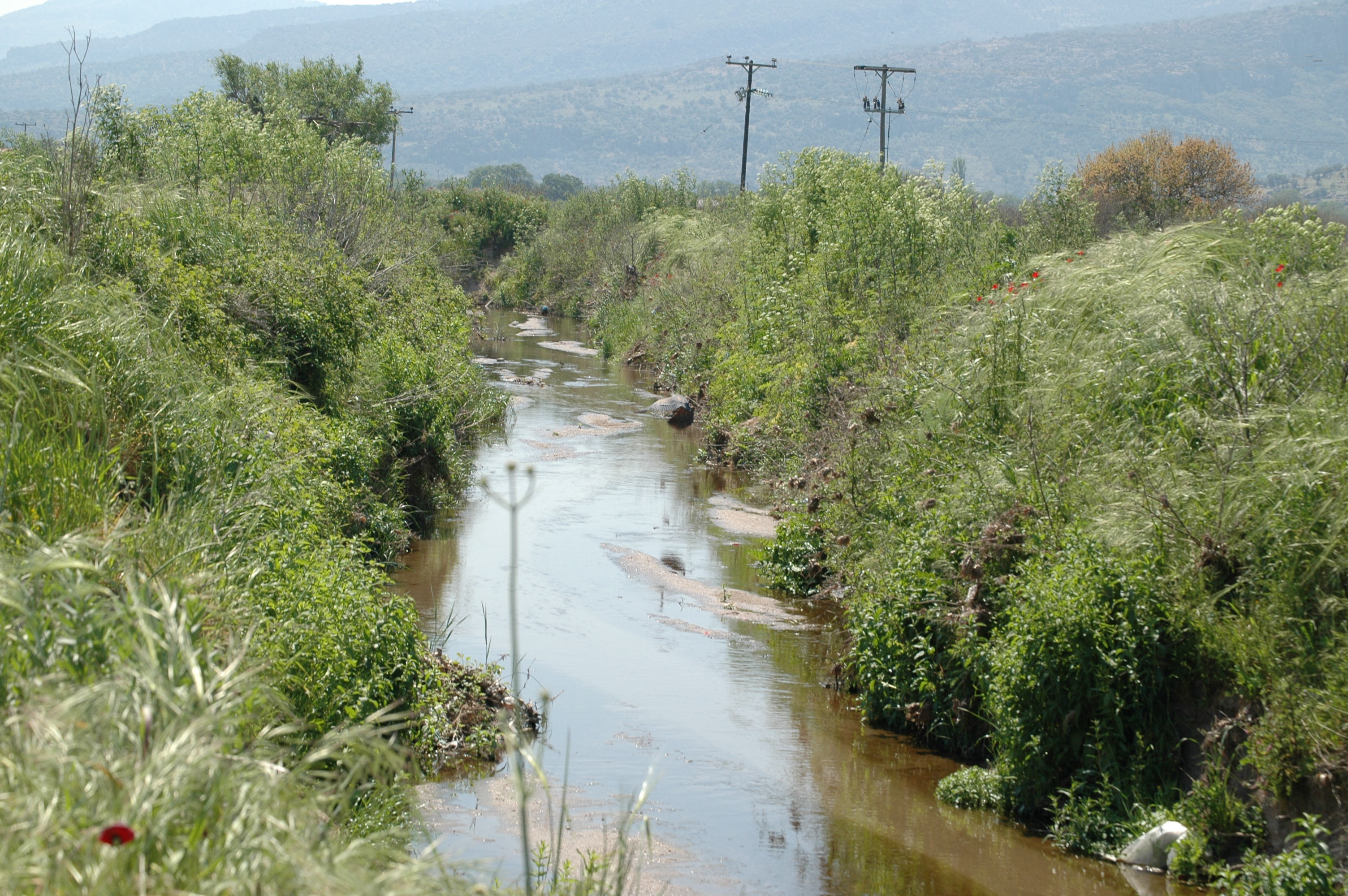 photos/wildlife/Bird_Species/021-Herons/0308-Purple_Heron/20060425-Lesvos-02.jpg