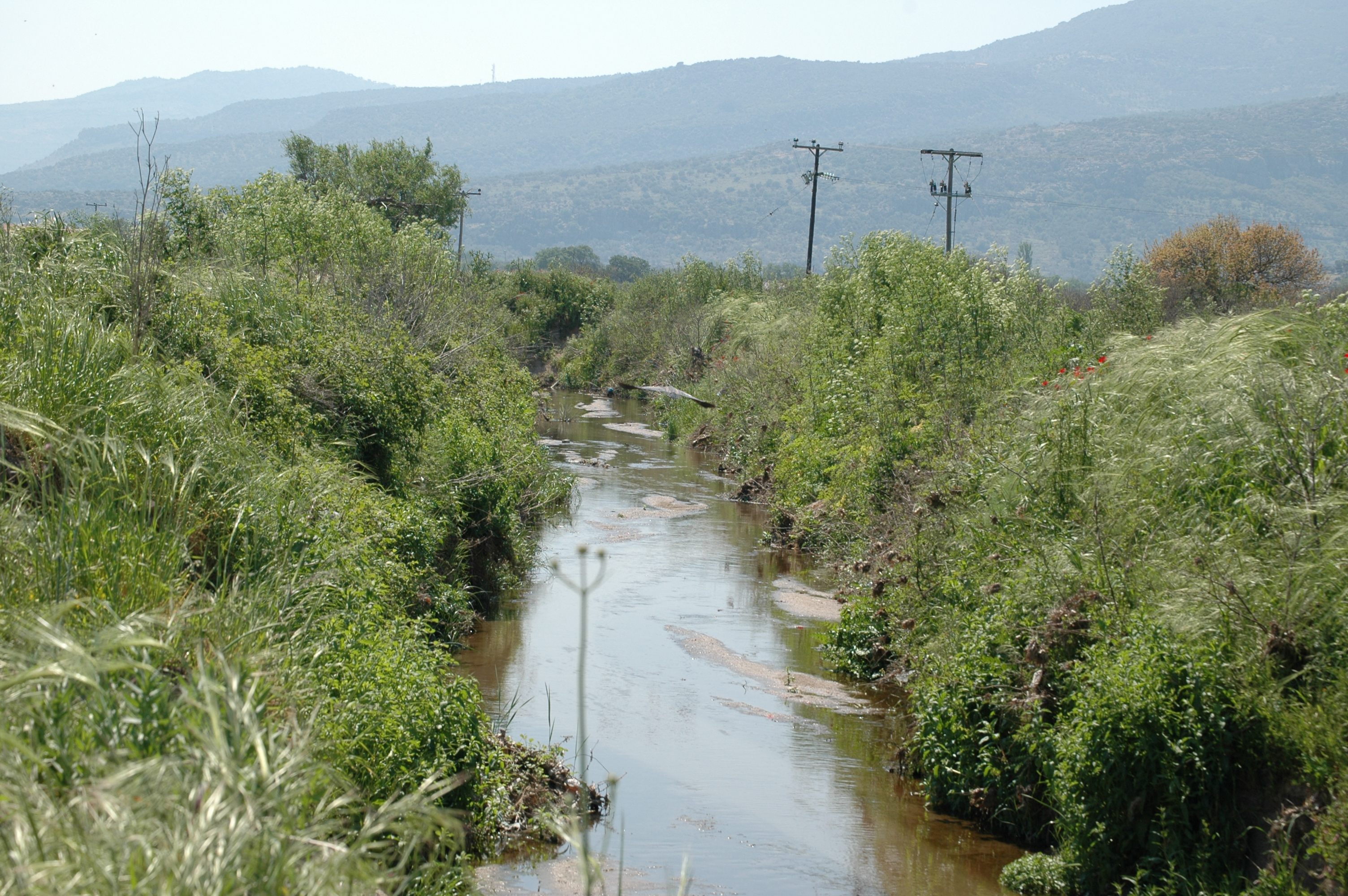 photos/wildlife/Bird_Species/021-Herons/0308-Purple_Heron/20060425-Lesvos-03.jpg