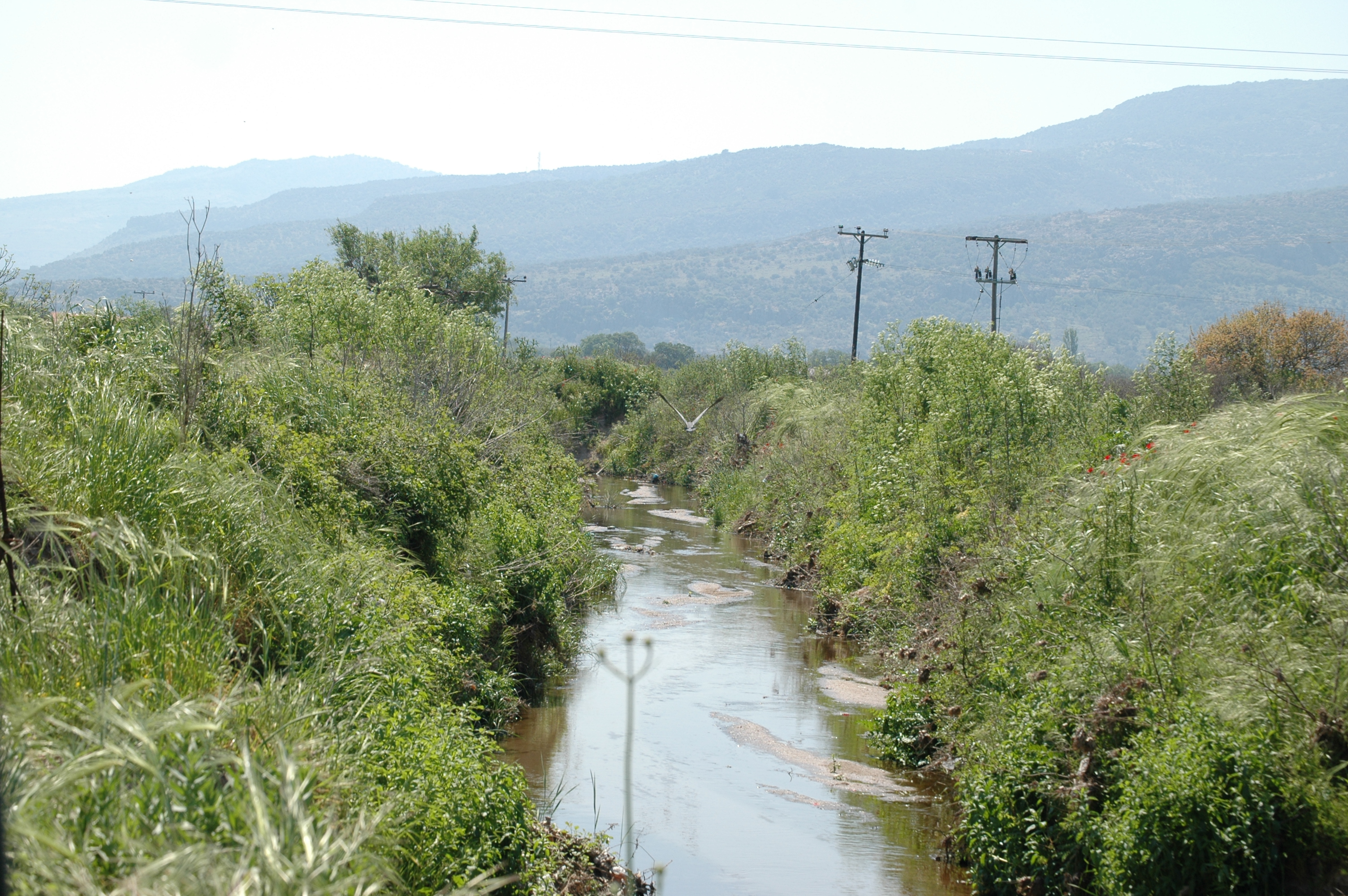 photos/wildlife/Bird_Species/021-Herons/0308-Purple_Heron/20060425-Lesvos-04.jpg