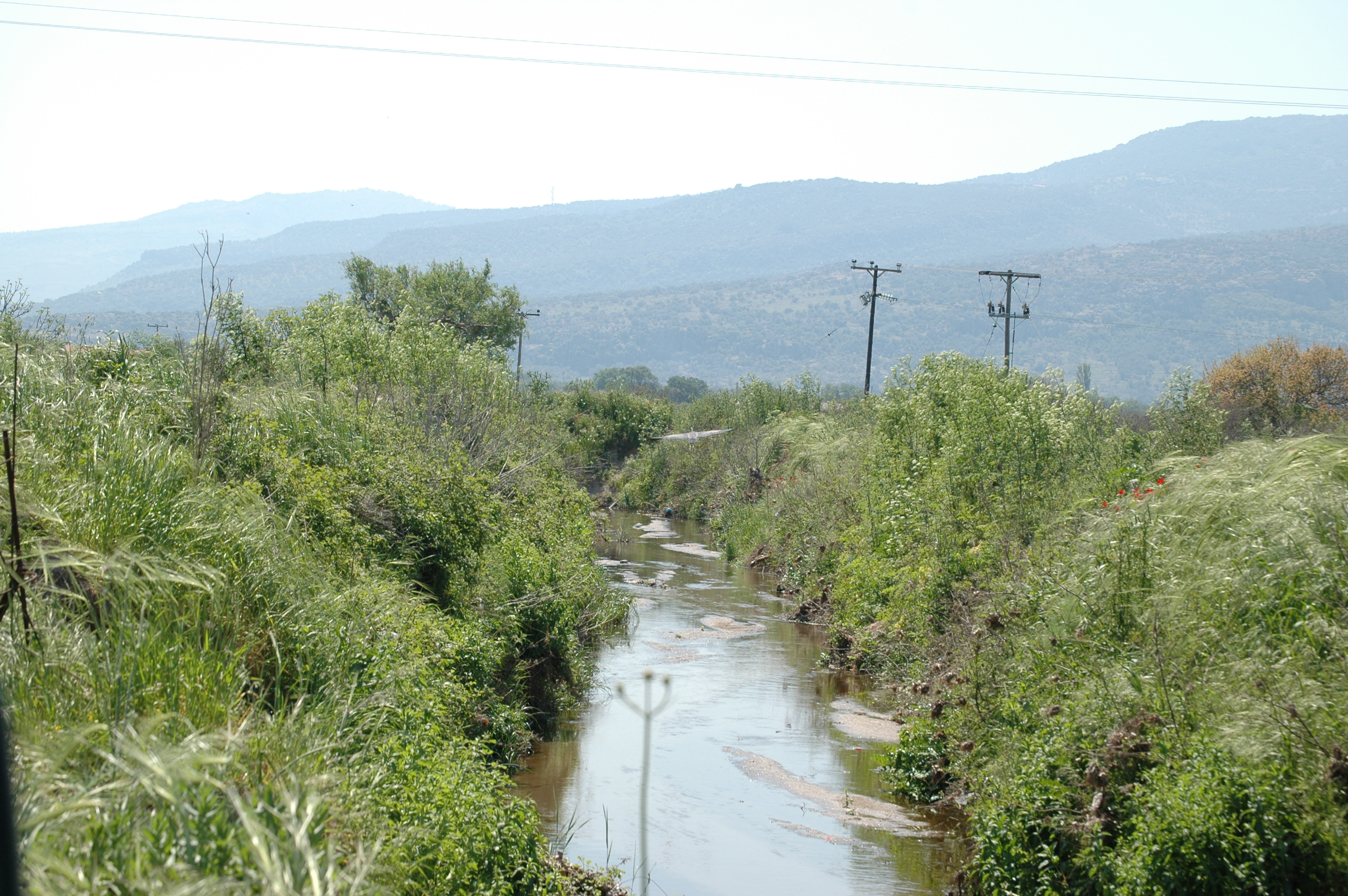 photos/wildlife/Bird_Species/021-Herons/0308-Purple_Heron/20060425-Lesvos-05.jpg