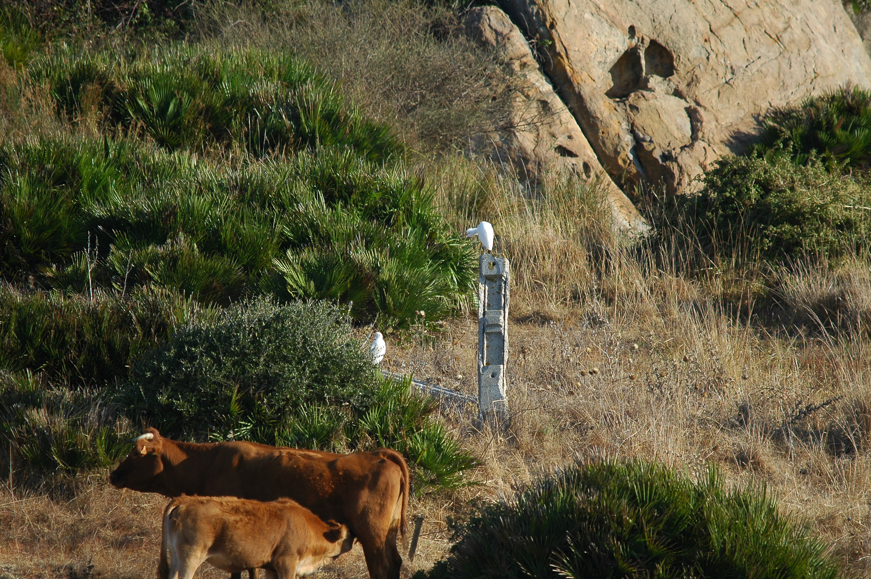 photos/wildlife/Bird_Species/021-Herons/0310-Cattle_Egret/20090921-Spain-01.jpg