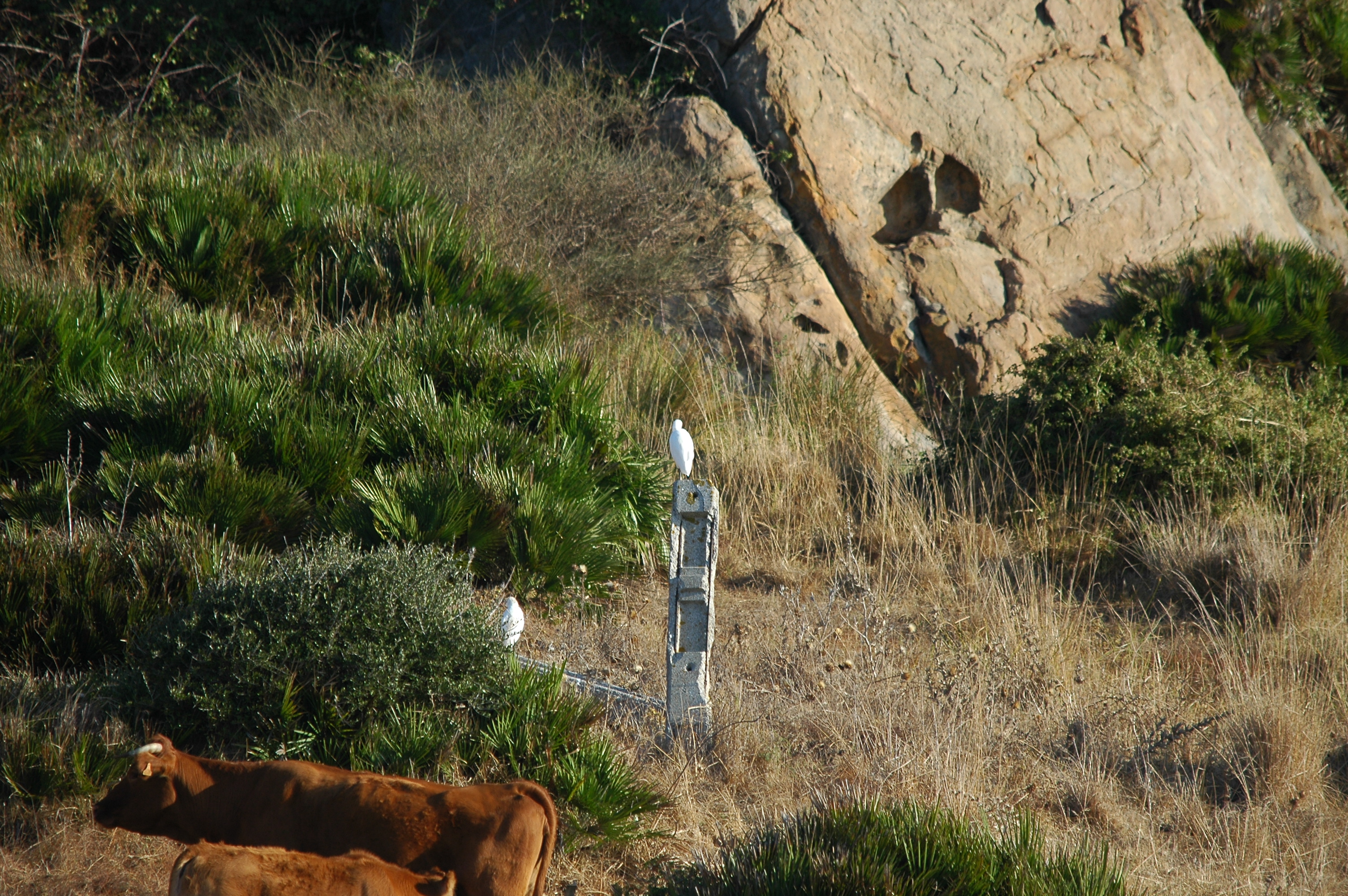 photos/wildlife/Bird_Species/021-Herons/0310-Cattle_Egret/20090921-Spain-02.jpg