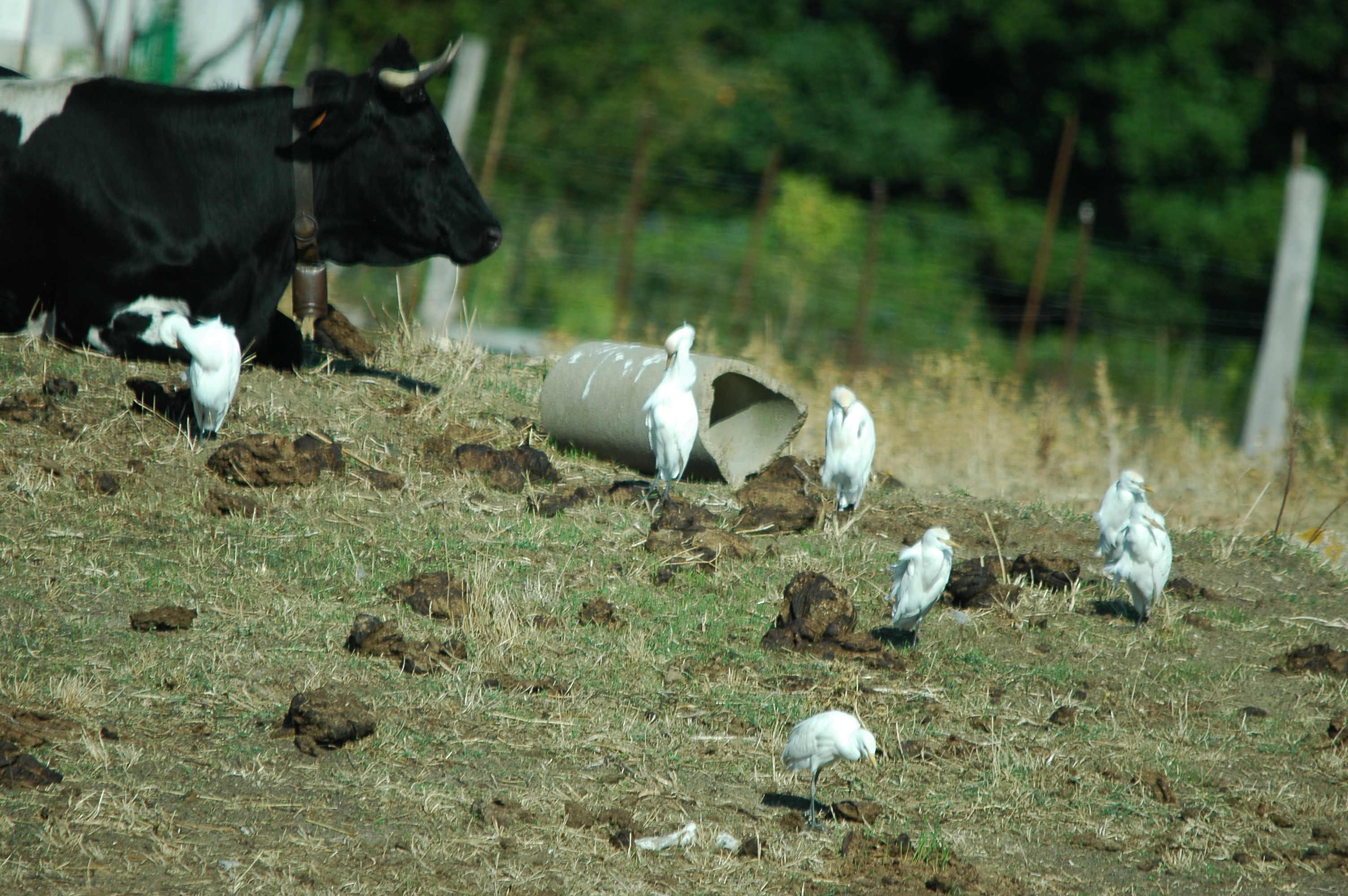 photos/wildlife/Bird_Species/021-Herons/0310-Cattle_Egret/20090921-Spain-03.jpg