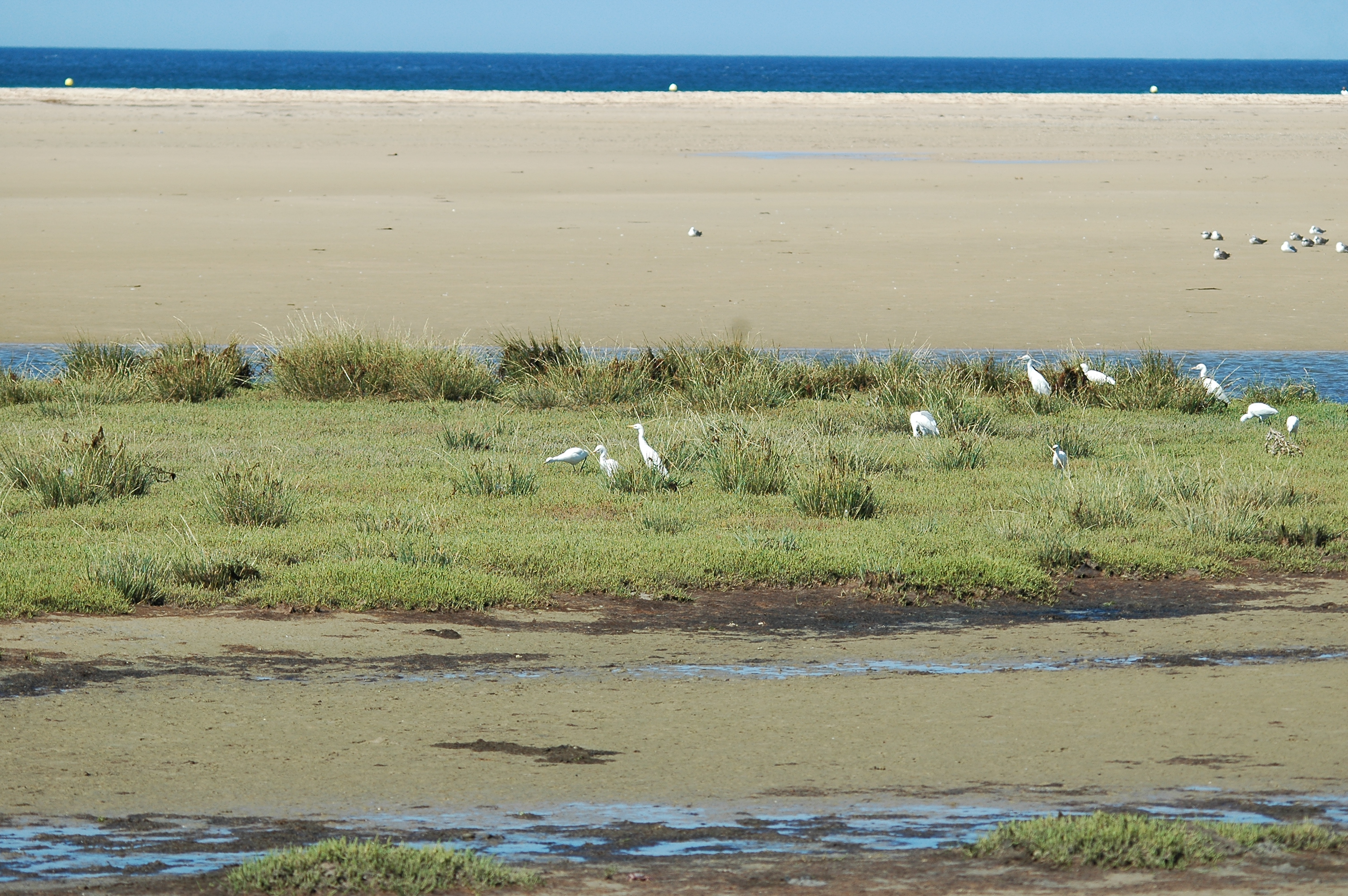 photos/wildlife/Bird_Species/021-Herons/0310-Cattle_Egret/20090923-Spain-01.jpg