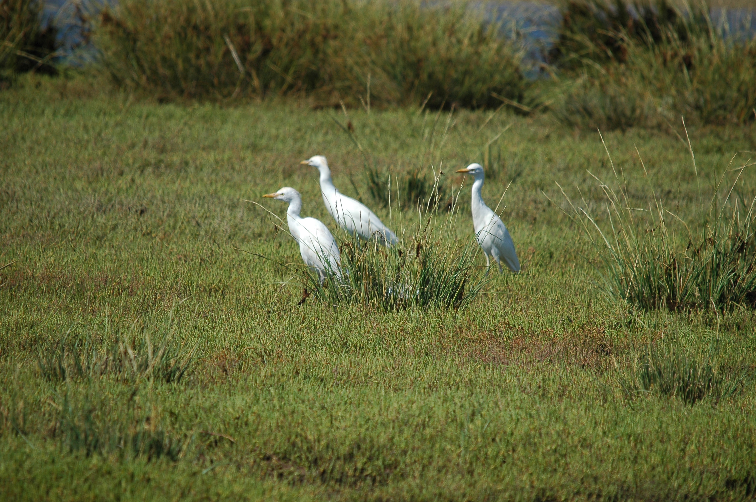 photos/wildlife/Bird_Species/021-Herons/0310-Cattle_Egret/20090923-Spain-02.jpg