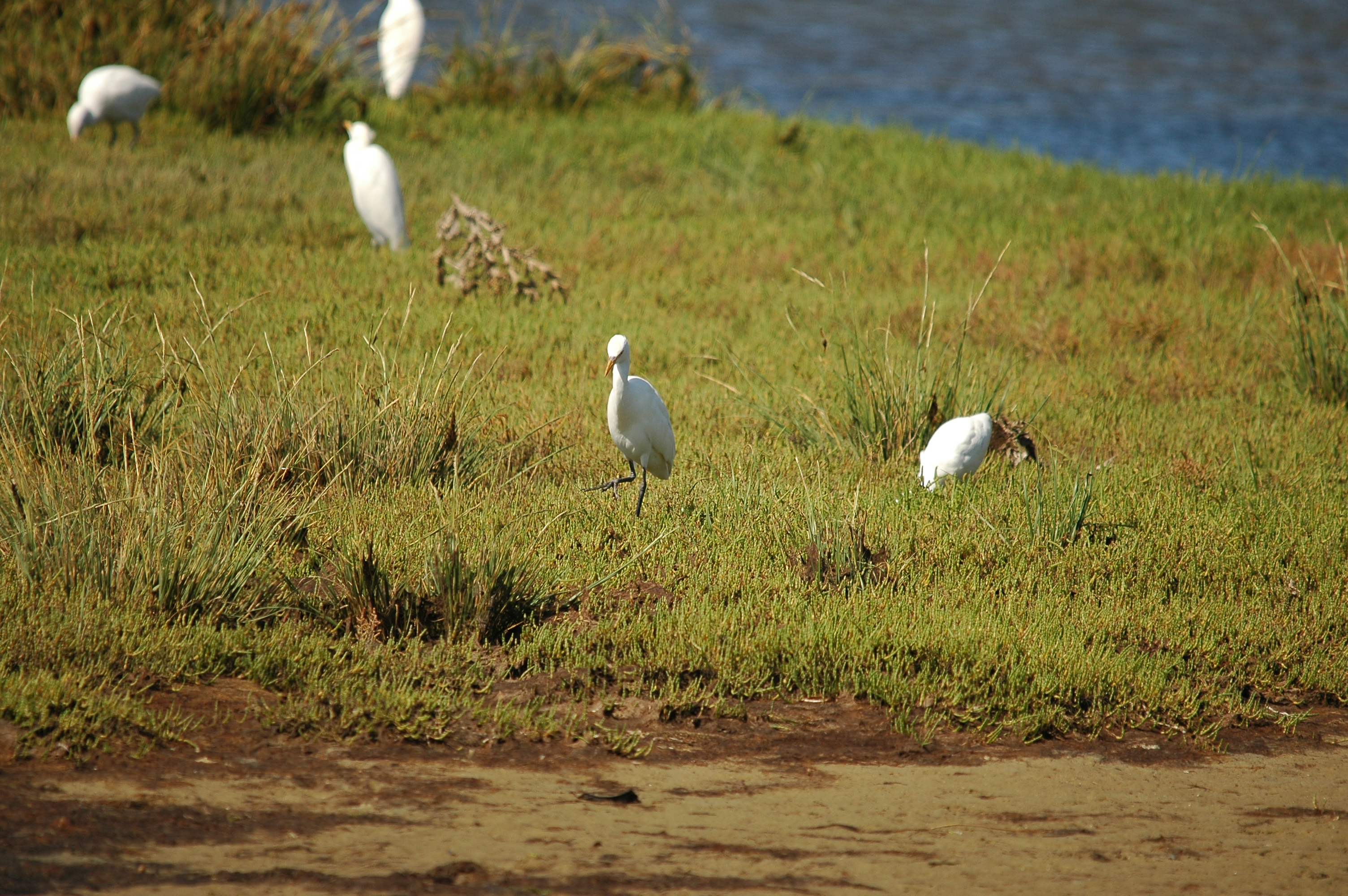 photos/wildlife/Bird_Species/021-Herons/0310-Cattle_Egret/20090923-Spain-03.jpg