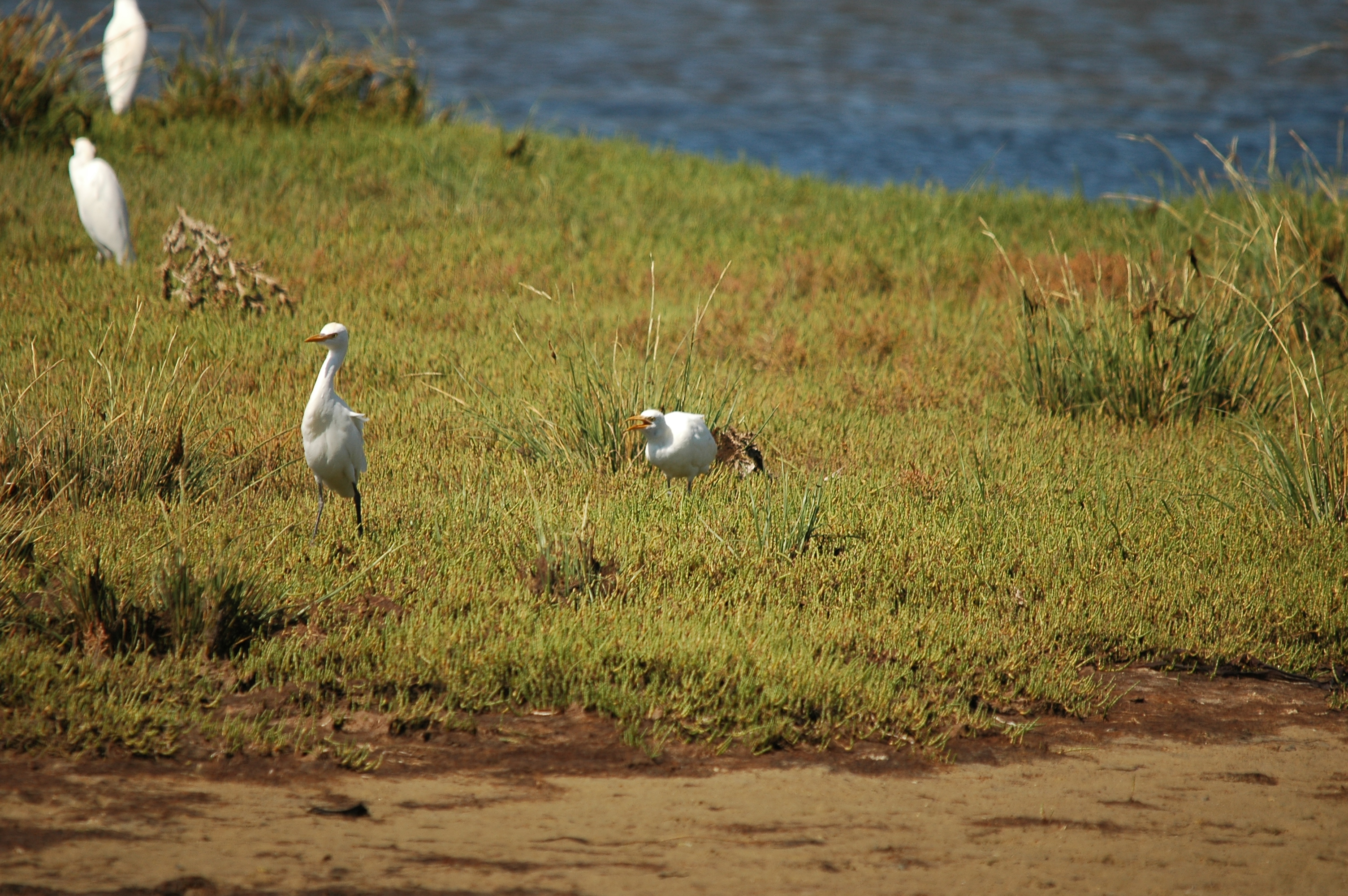 photos/wildlife/Bird_Species/021-Herons/0310-Cattle_Egret/20090923-Spain-04.jpg