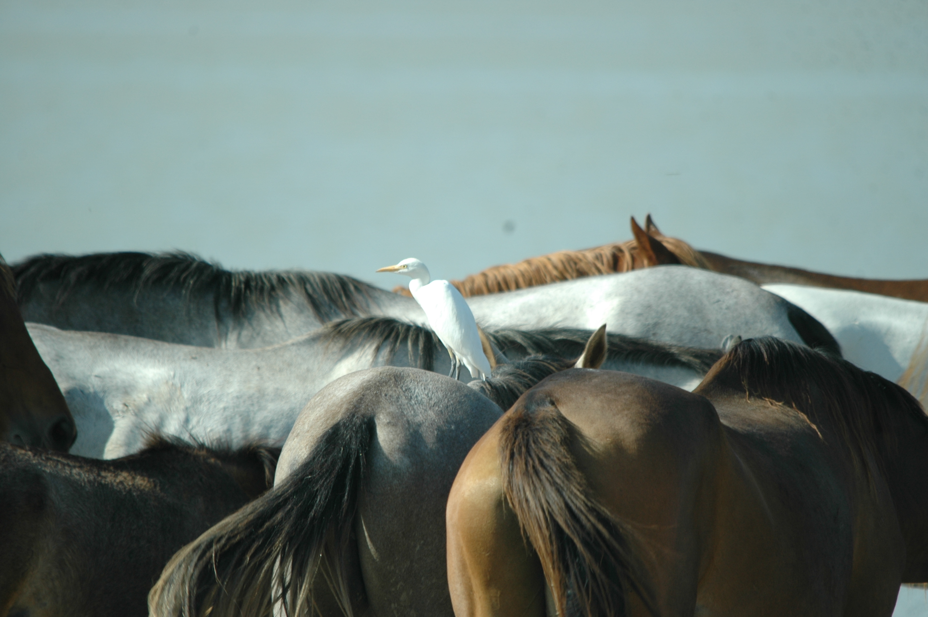 photos/wildlife/Bird_Species/021-Herons/0310-Cattle_Egret/20090924-Spain-01.jpg