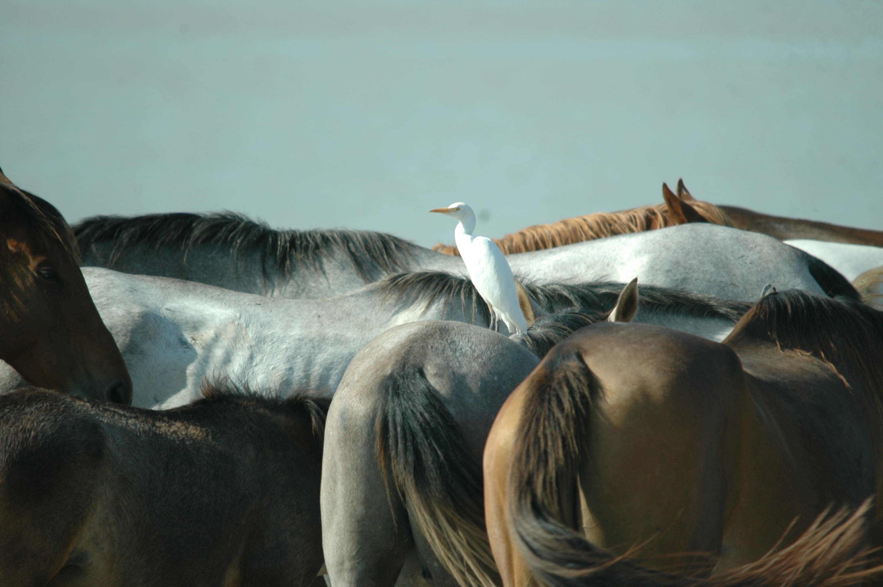 photos/wildlife/Bird_Species/021-Herons/0310-Cattle_Egret/20090924-Spain-02.jpg
