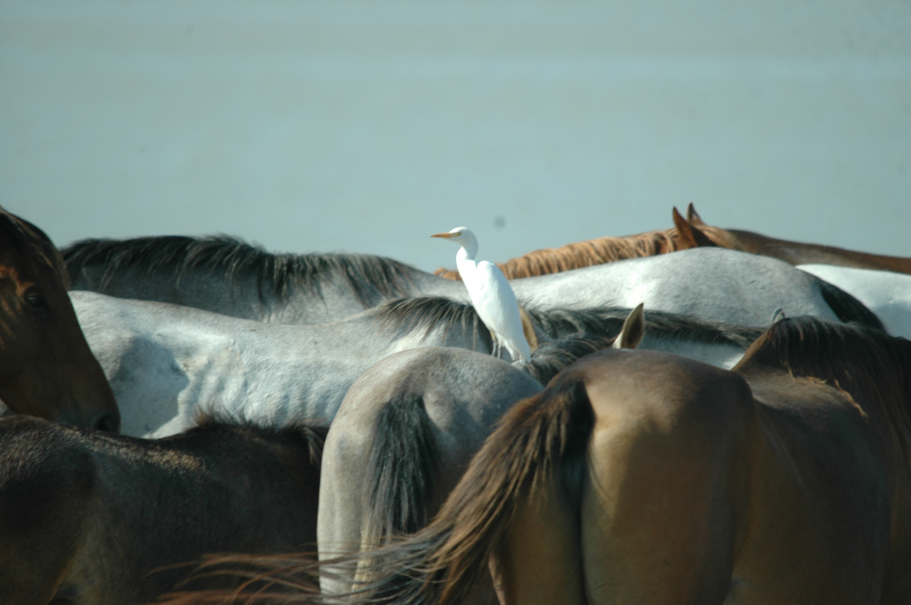 photos/wildlife/Bird_Species/021-Herons/0310-Cattle_Egret/20090924-Spain-03.jpg