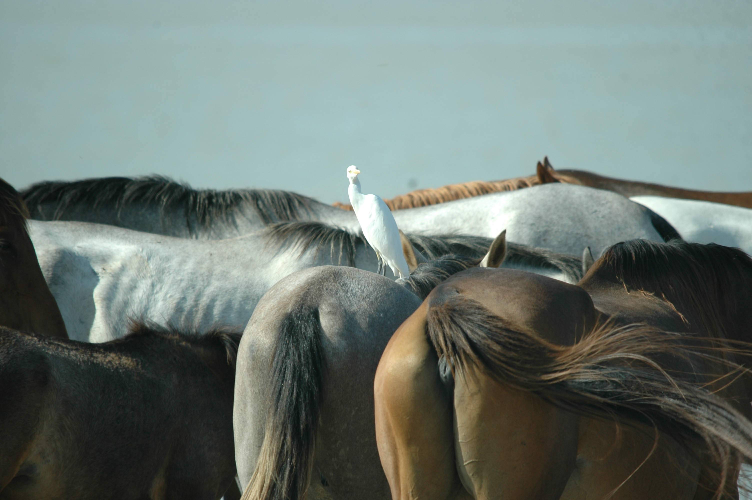 photos/wildlife/Bird_Species/021-Herons/0310-Cattle_Egret/20090924-Spain-04.jpg