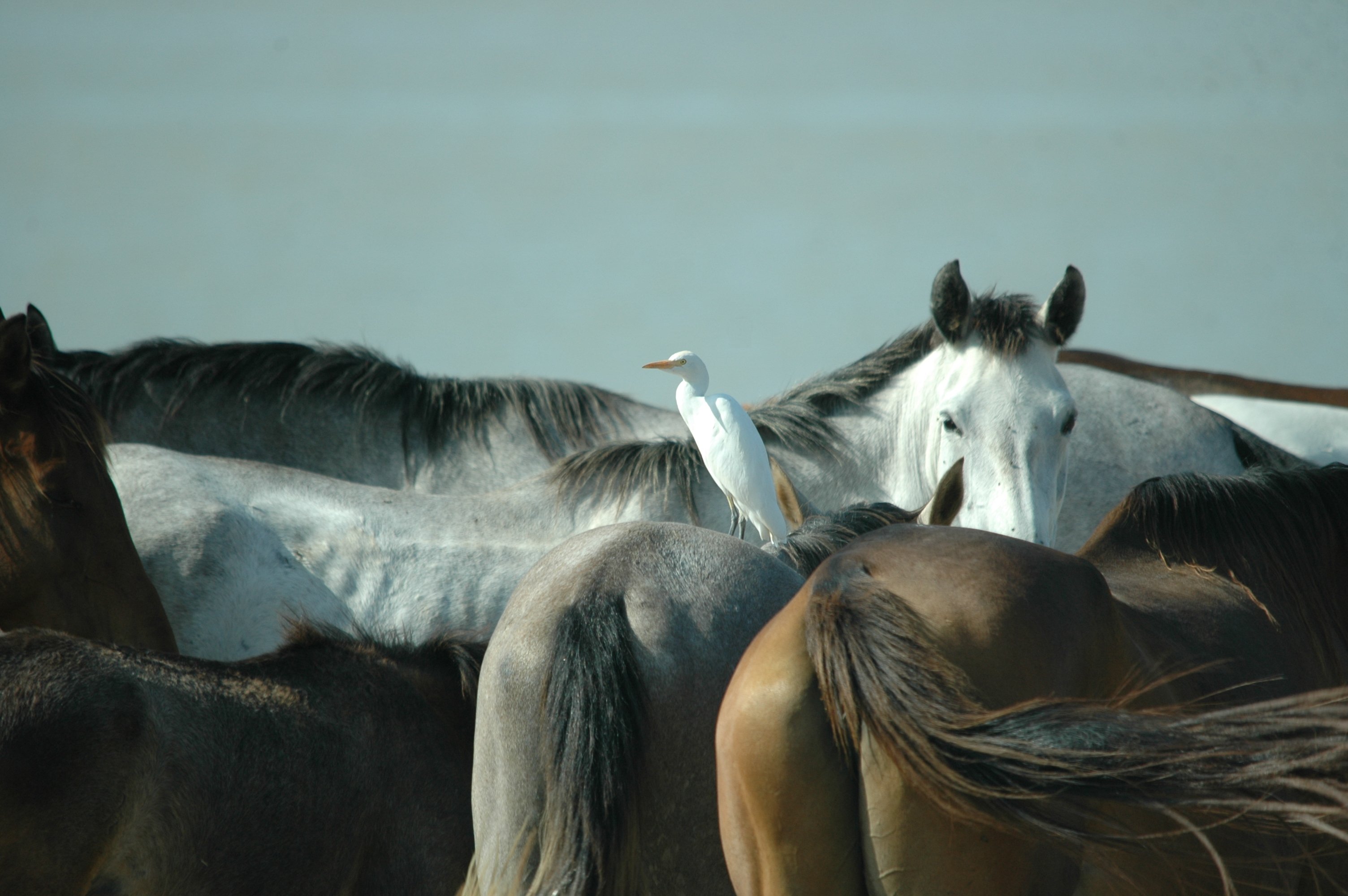 photos/wildlife/Bird_Species/021-Herons/0310-Cattle_Egret/20090924-Spain-05.jpg