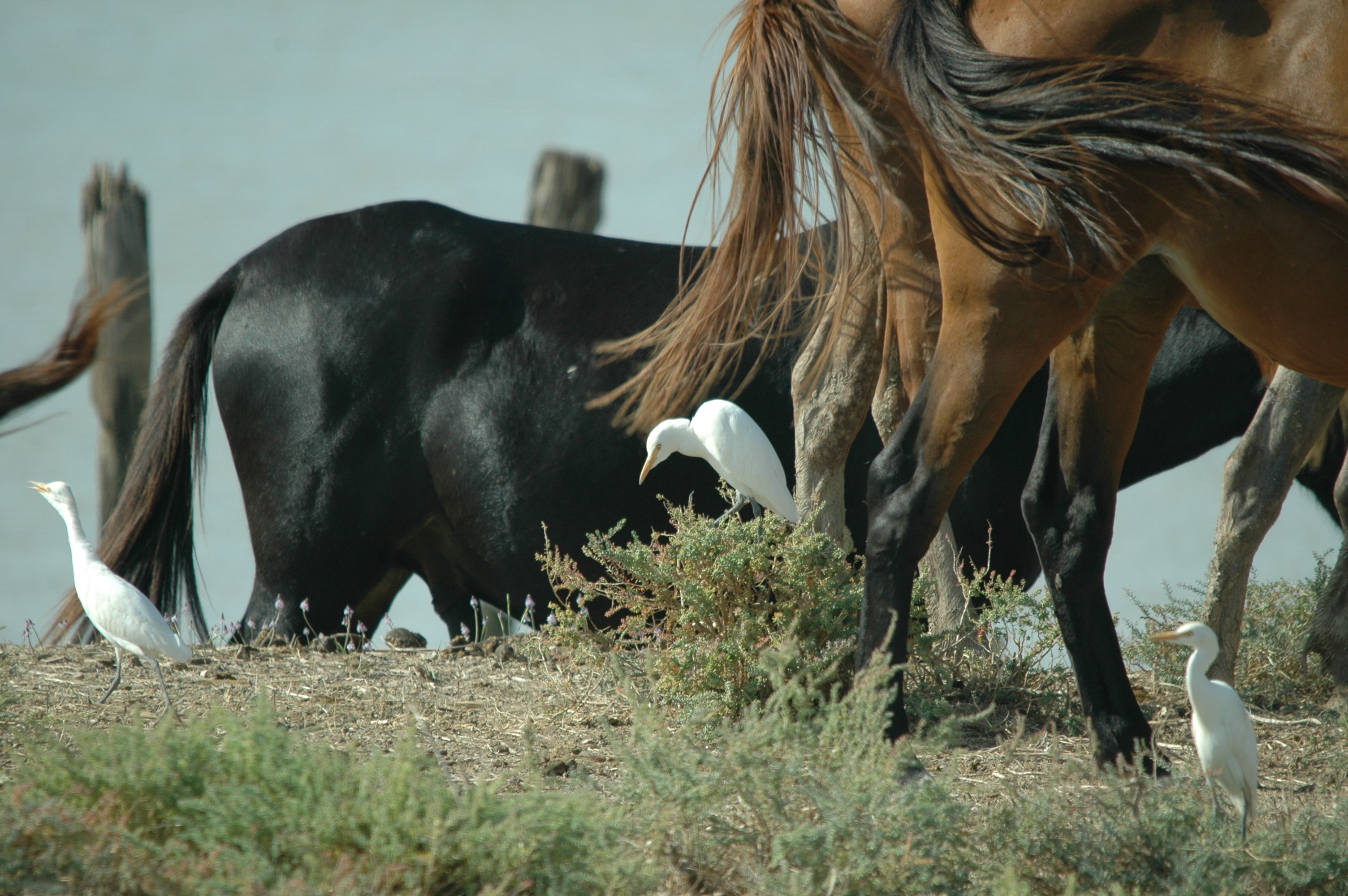 photos/wildlife/Bird_Species/021-Herons/0310-Cattle_Egret/20090924-Spain-07.jpg
