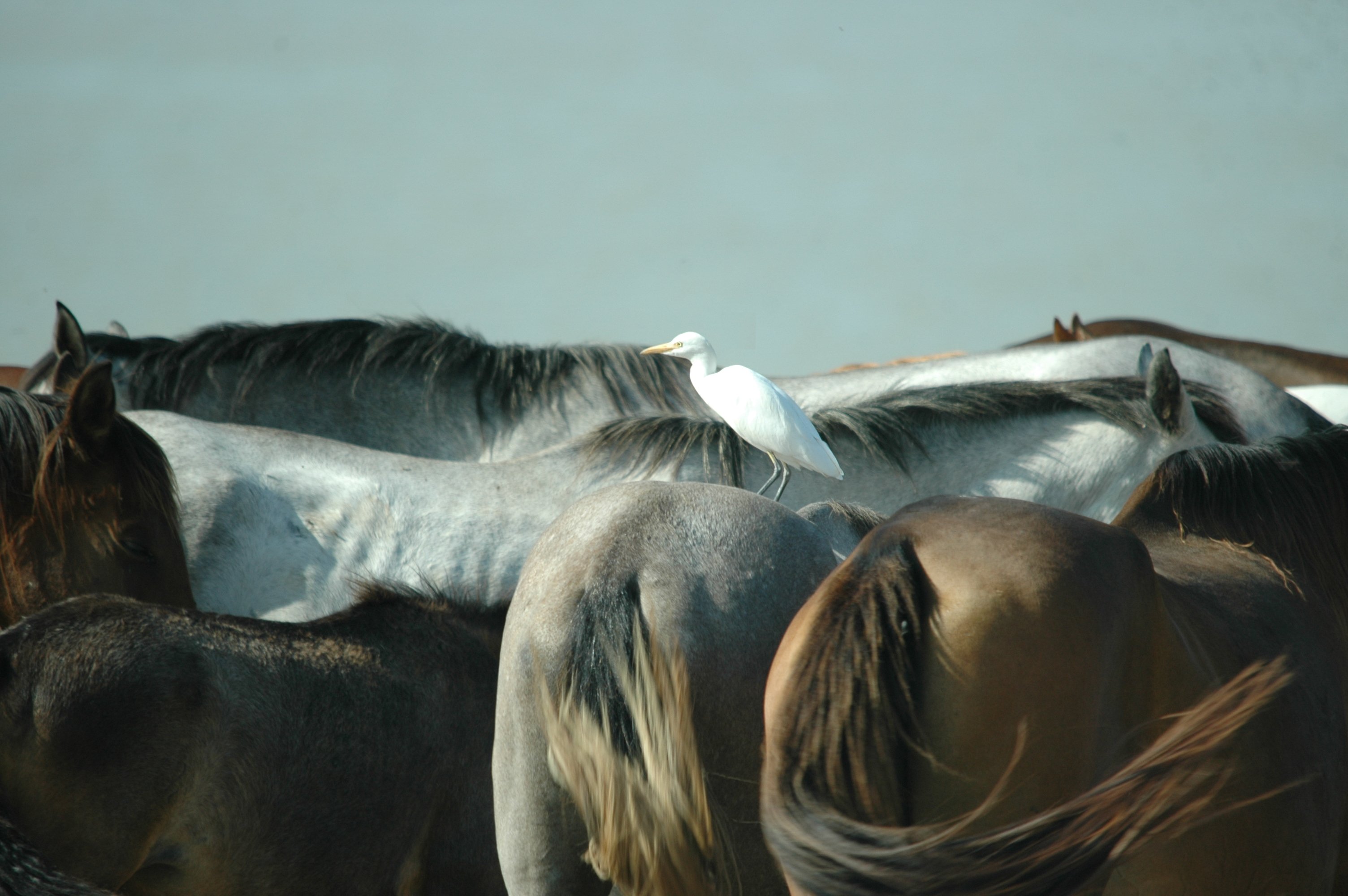 photos/wildlife/Bird_Species/021-Herons/0310-Cattle_Egret/20090924-Spain-08.jpg