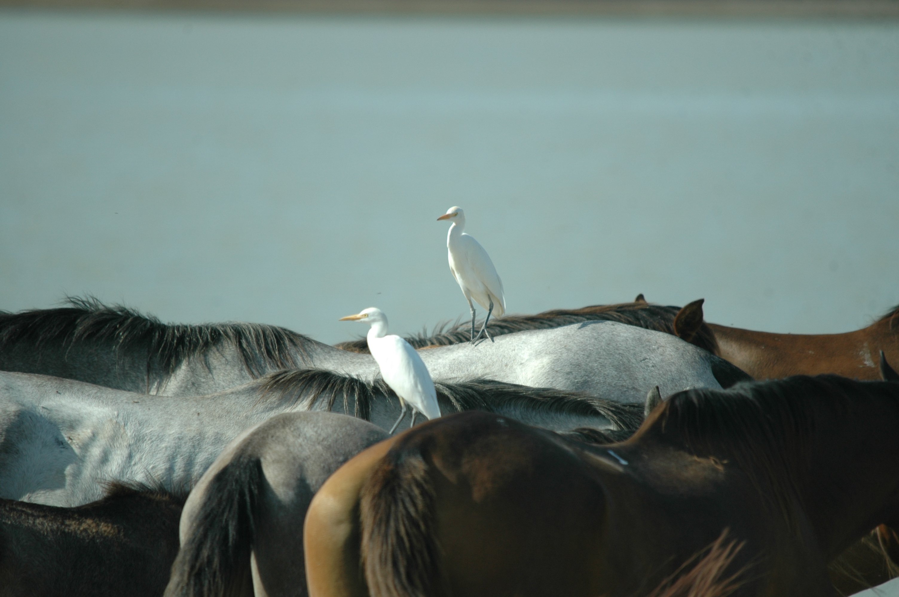 photos/wildlife/Bird_Species/021-Herons/0310-Cattle_Egret/20090924-Spain-09.jpg