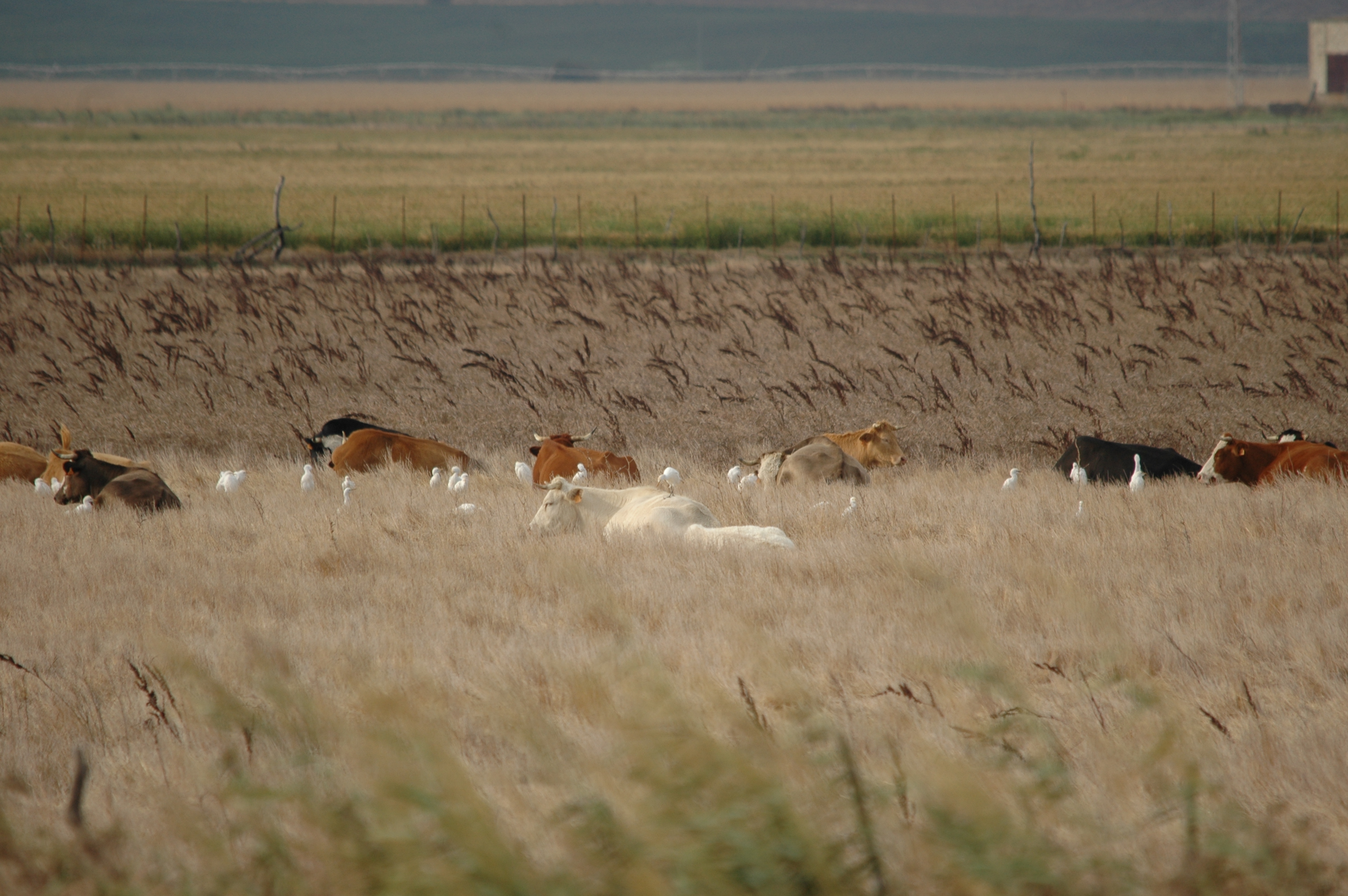 photos/wildlife/Bird_Species/021-Herons/0310-Cattle_Egret/20090926-Spain-02.jpg