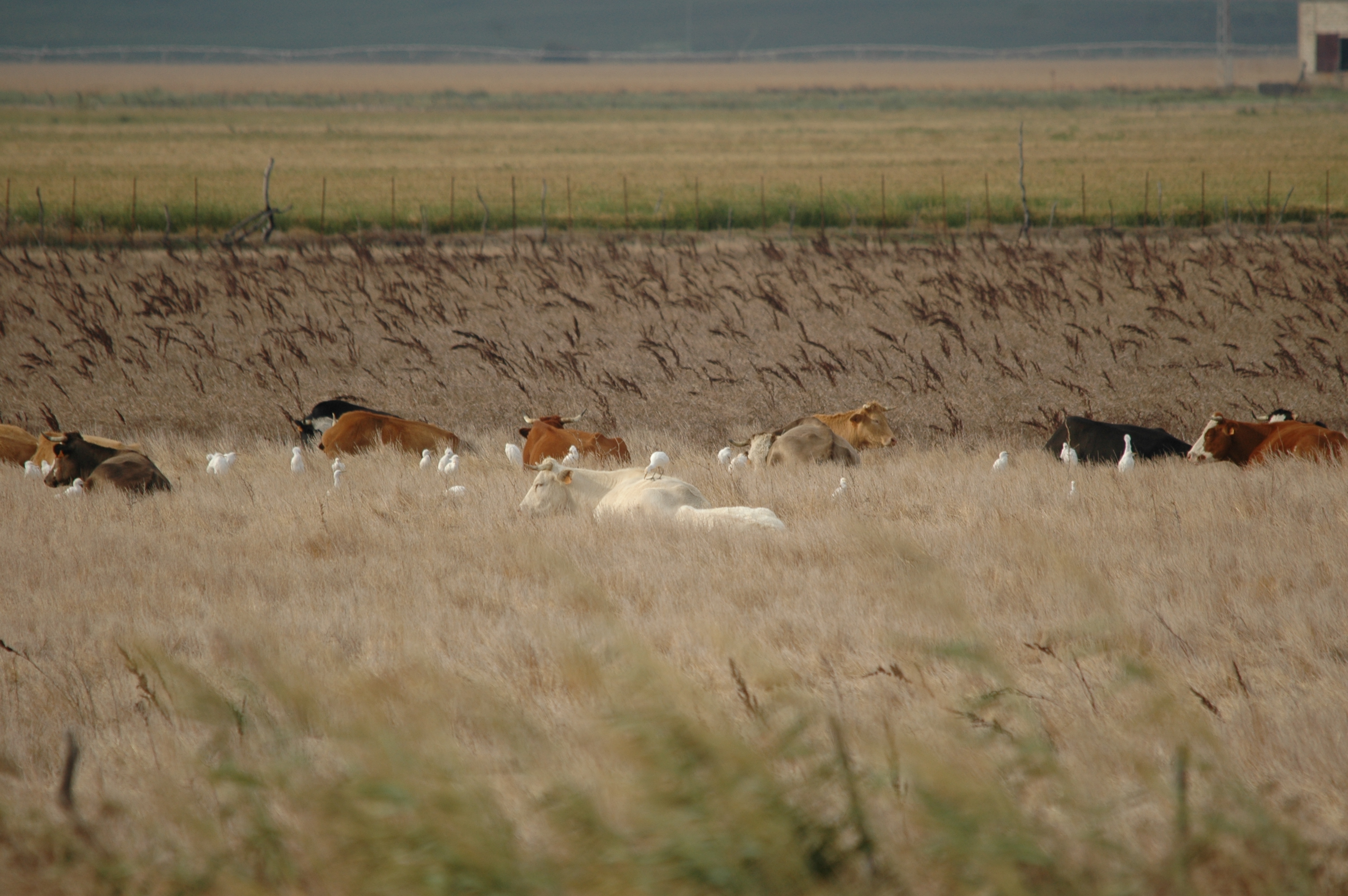 photos/wildlife/Bird_Species/021-Herons/0310-Cattle_Egret/20090926-Spain-03.jpg