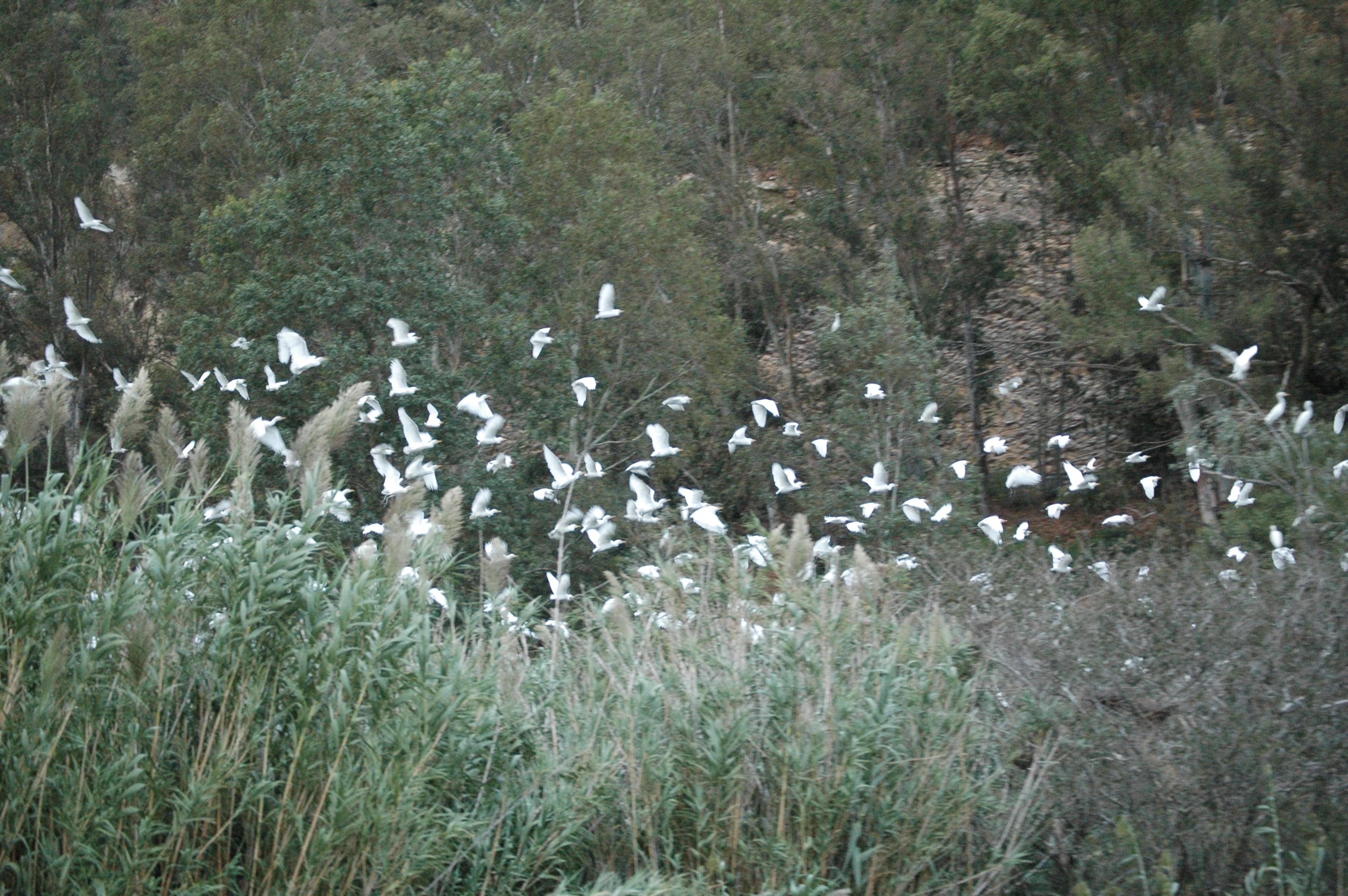 photos/wildlife/Bird_Species/021-Herons/0310-Cattle_Egret/20090926-Spain-04.jpg