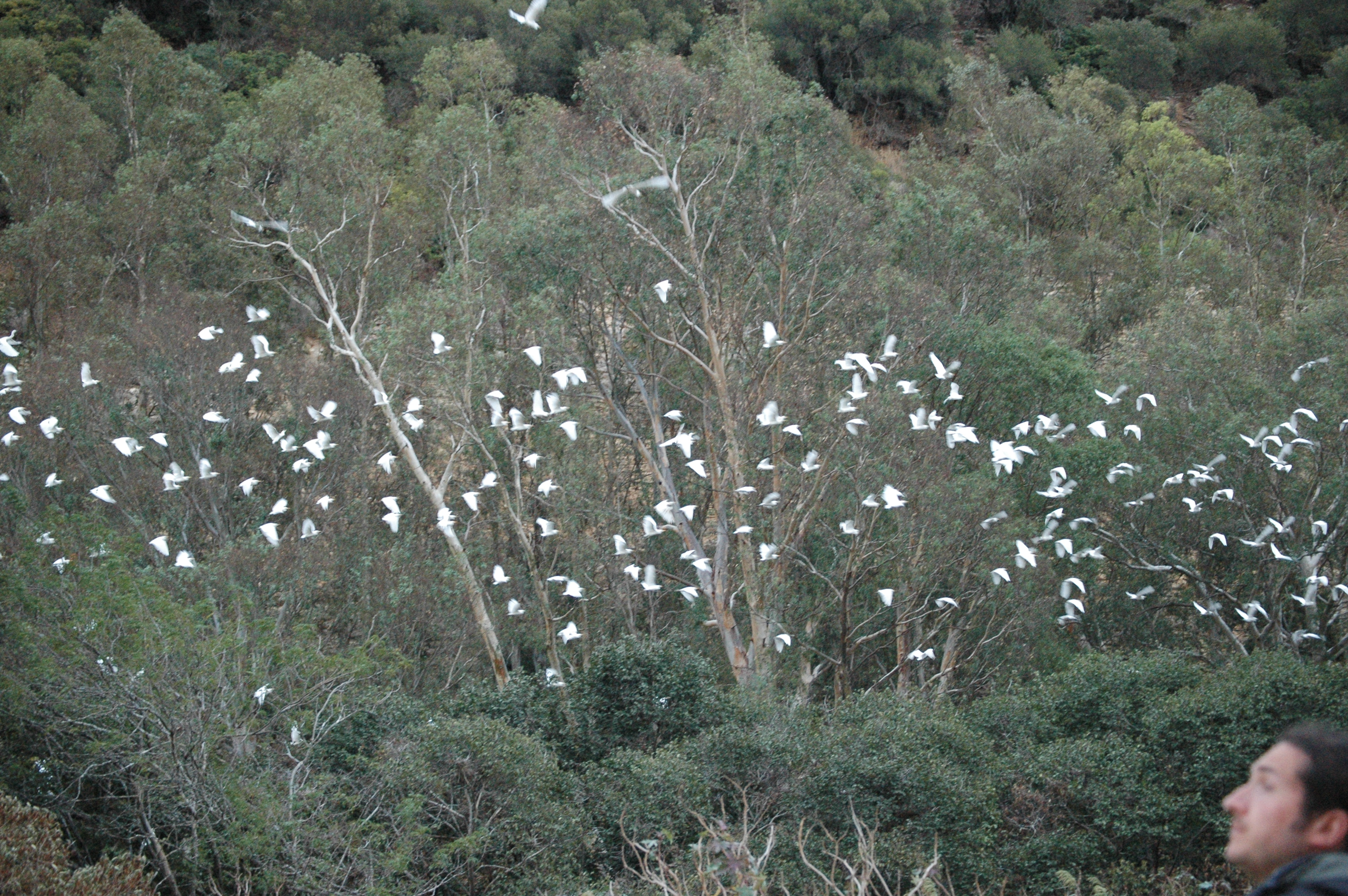 photos/wildlife/Bird_Species/021-Herons/0310-Cattle_Egret/20090926-Spain-05.jpg