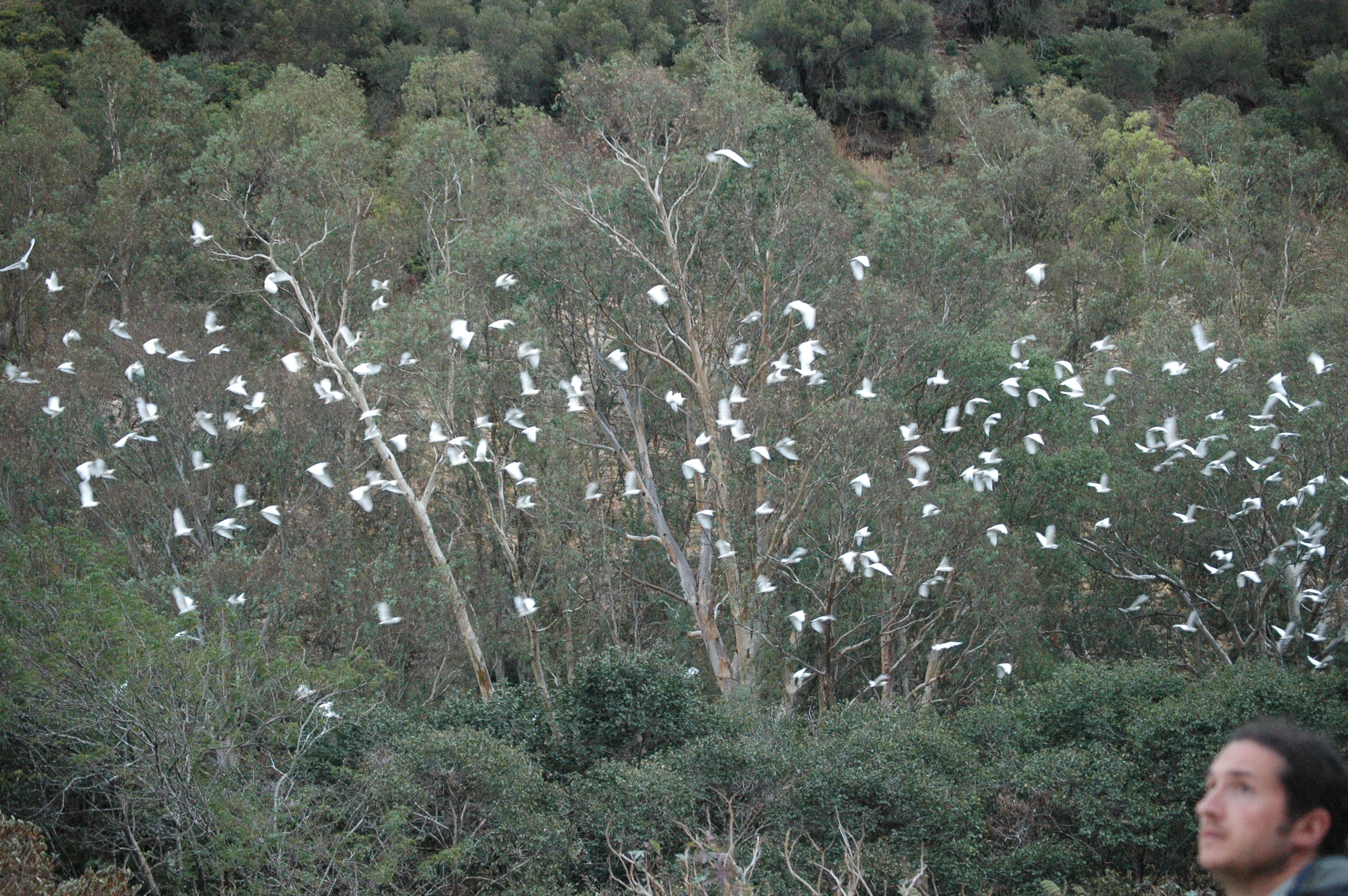 photos/wildlife/Bird_Species/021-Herons/0310-Cattle_Egret/20090926-Spain-06.jpg