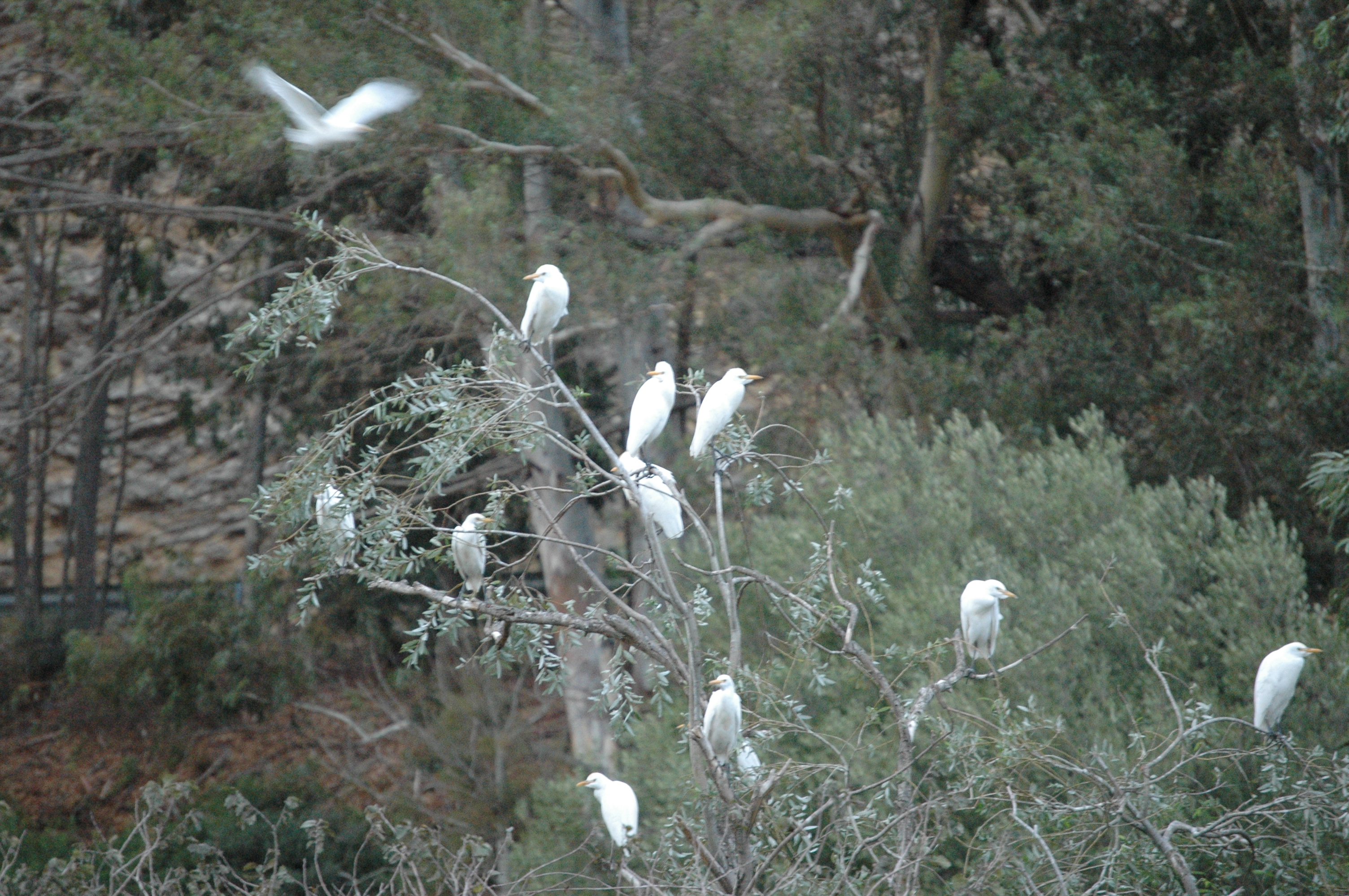 photos/wildlife/Bird_Species/021-Herons/0310-Cattle_Egret/20090926-Spain-07.jpg