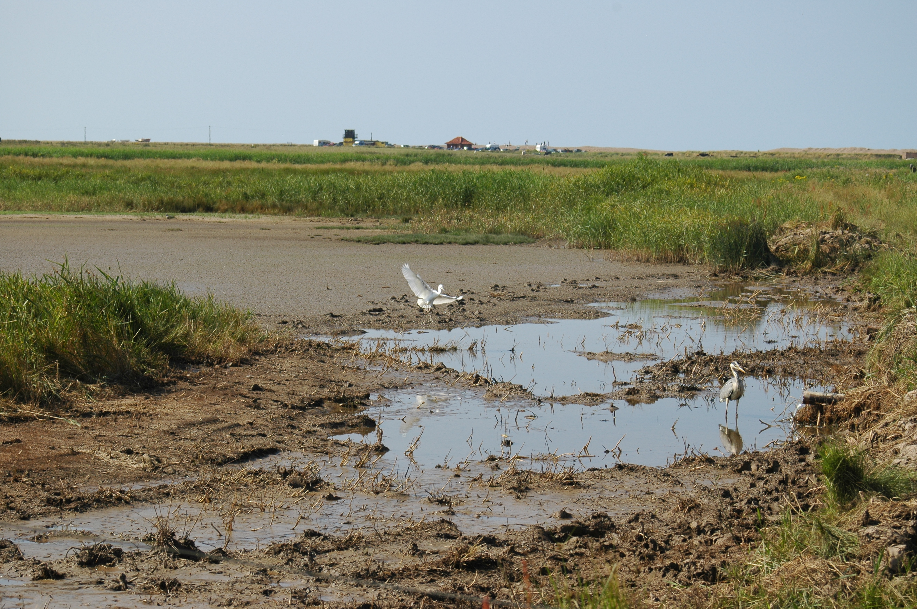 photos/wildlife/Bird_Species/021-Herons/0320-Little_Egret/20050716-Cley-01.jpg