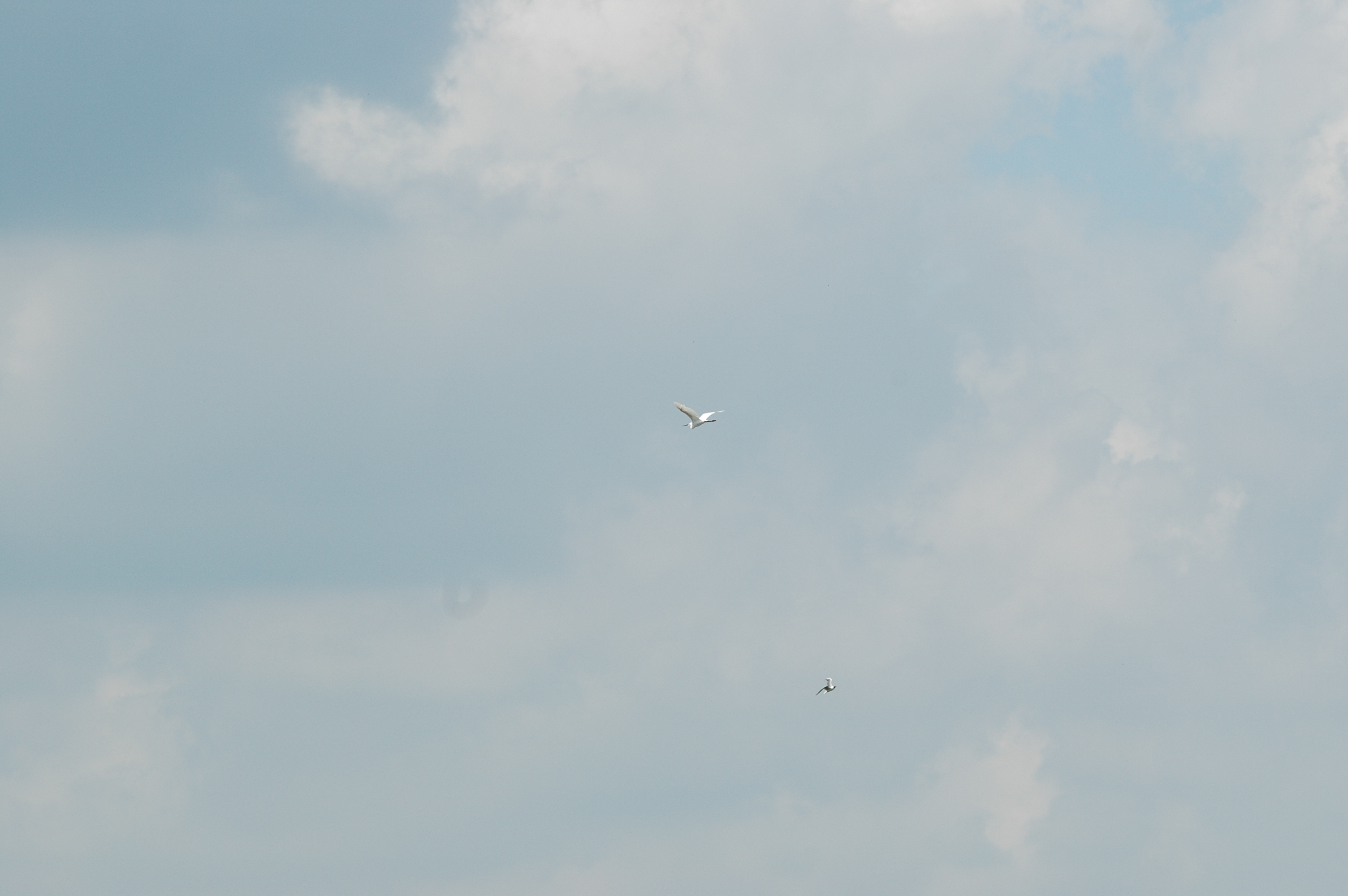 photos/wildlife/Bird_Species/021-Herons/0320-Little_Egret/20090623-Blacktoft-02.jpg