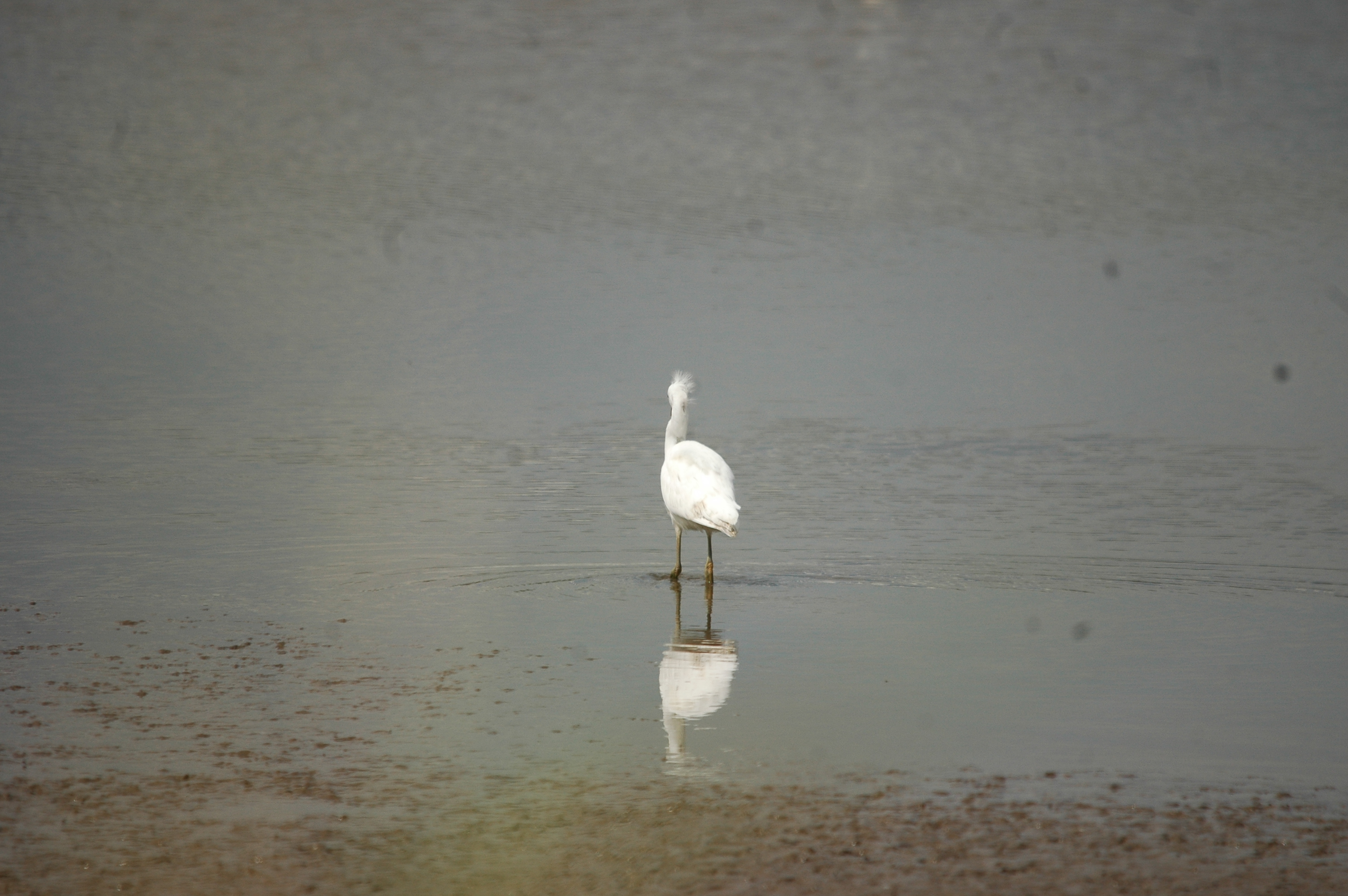 photos/wildlife/Bird_Species/021-Herons/0320-Little_Egret/20090704-Blacktoft-01.jpg