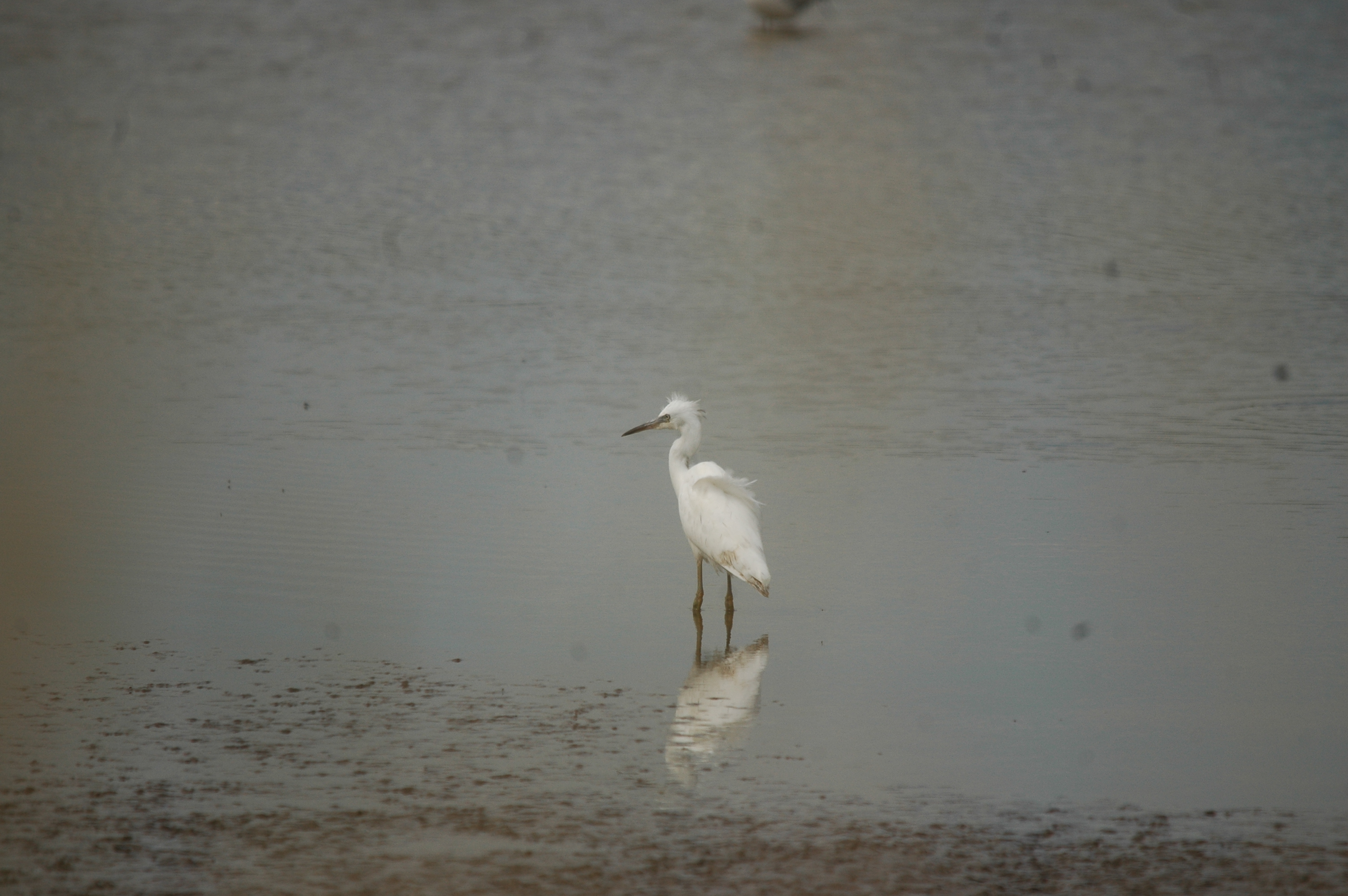 photos/wildlife/Bird_Species/021-Herons/0320-Little_Egret/20090704-Blacktoft-02.jpg