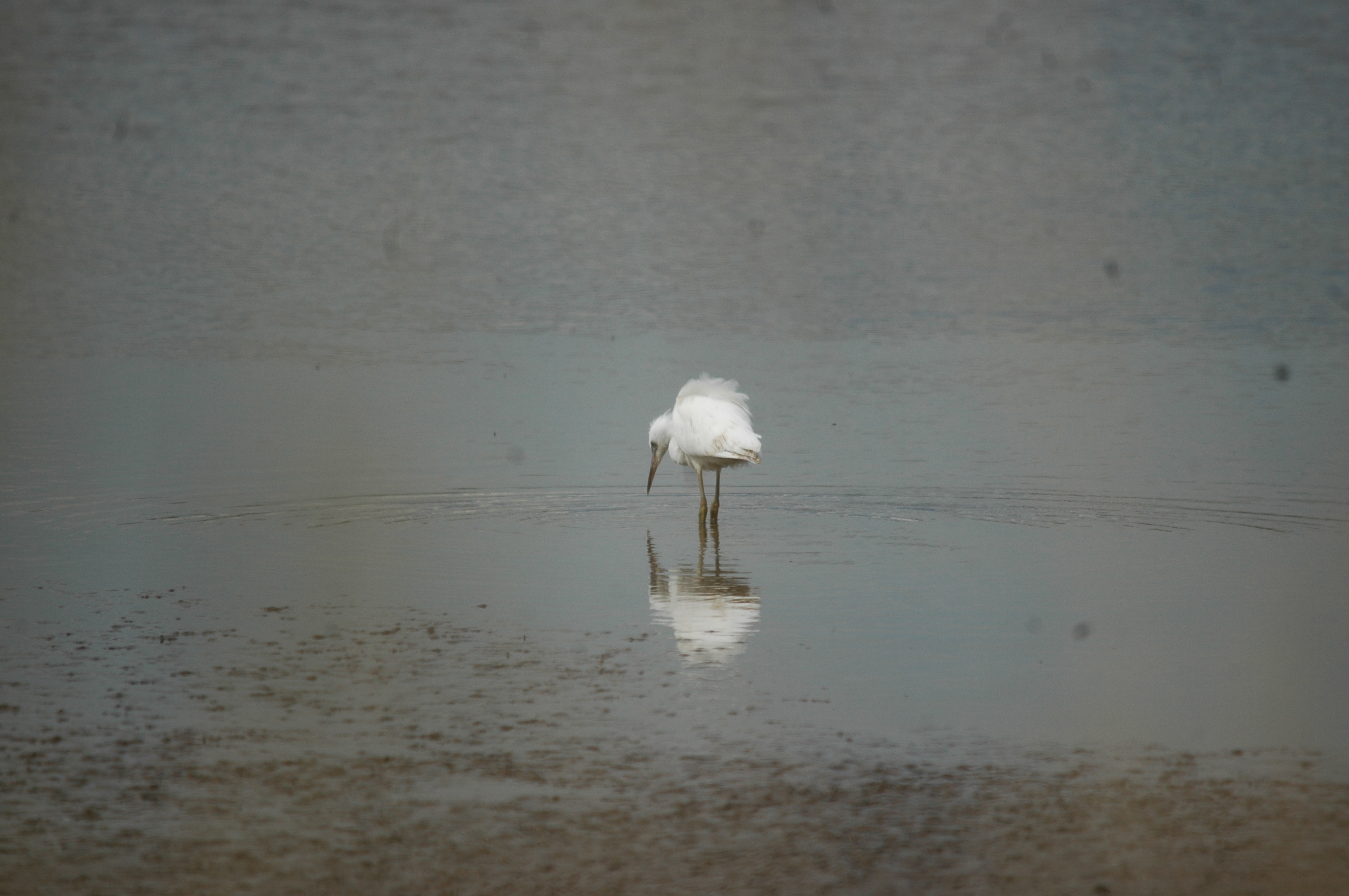 photos/wildlife/Bird_Species/021-Herons/0320-Little_Egret/20090704-Blacktoft-03.jpg