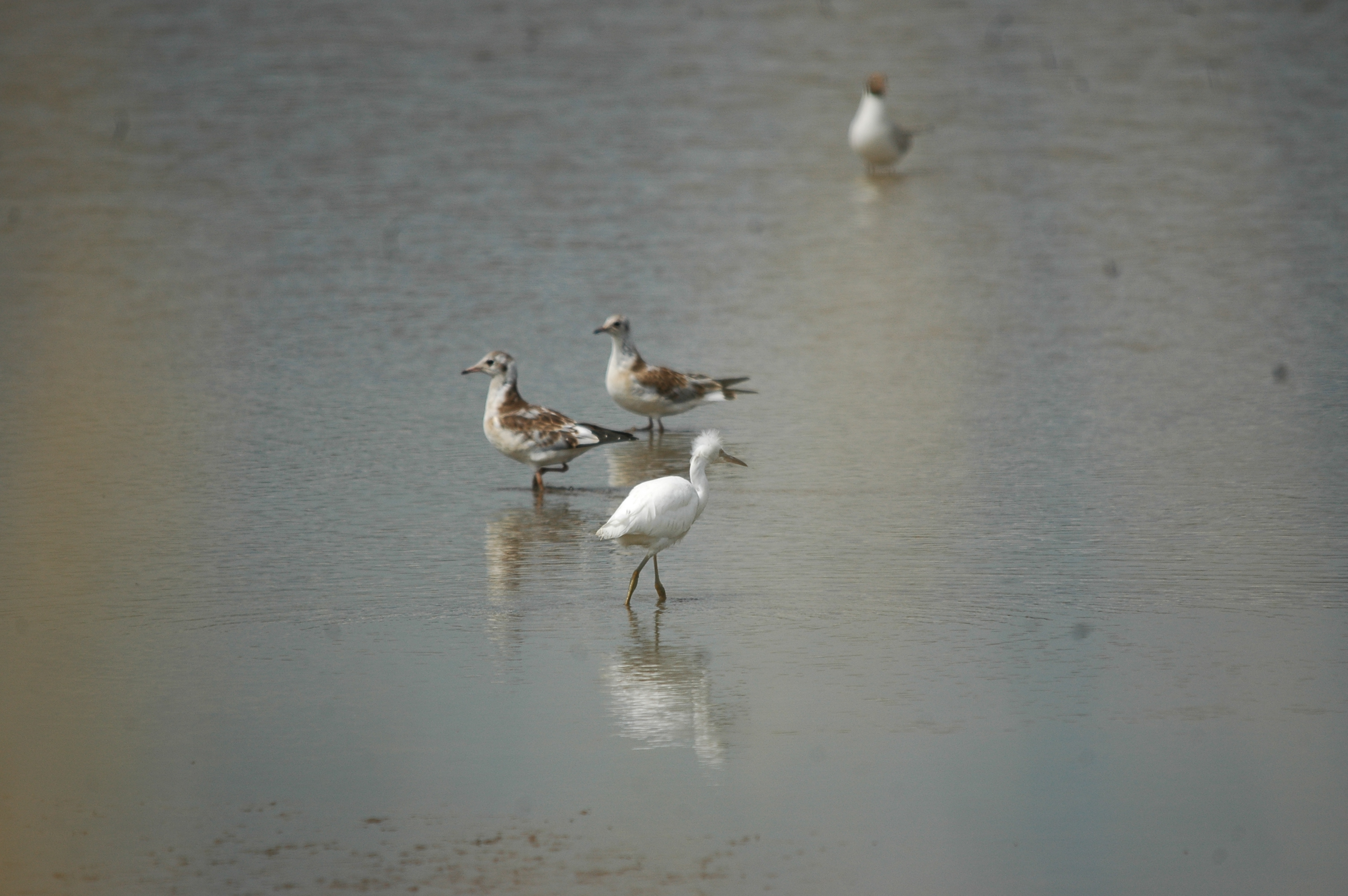 photos/wildlife/Bird_Species/021-Herons/0320-Little_Egret/20090704-Blacktoft-04.jpg
