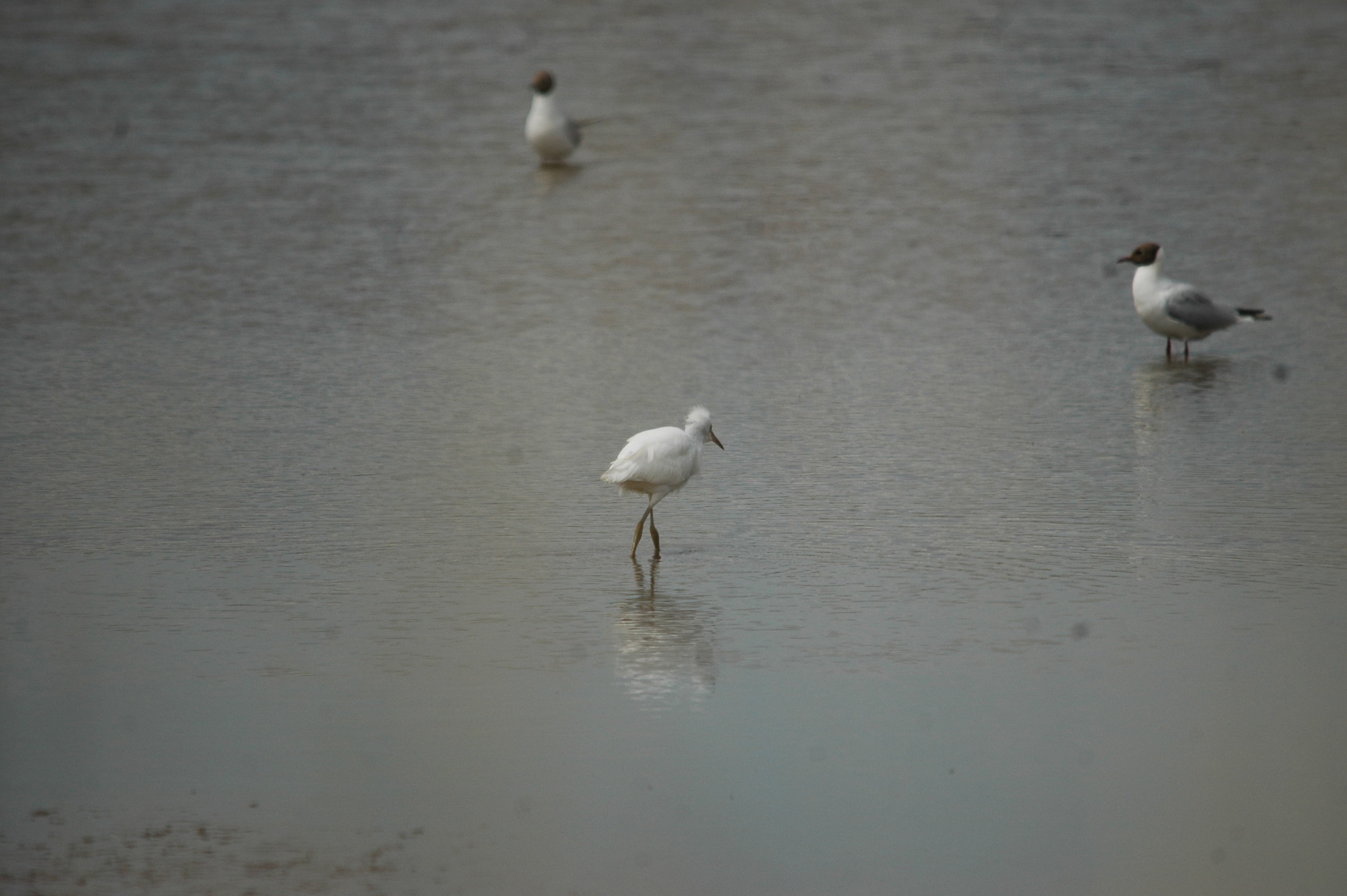 photos/wildlife/Bird_Species/021-Herons/0320-Little_Egret/20090704-Blacktoft-05.jpg