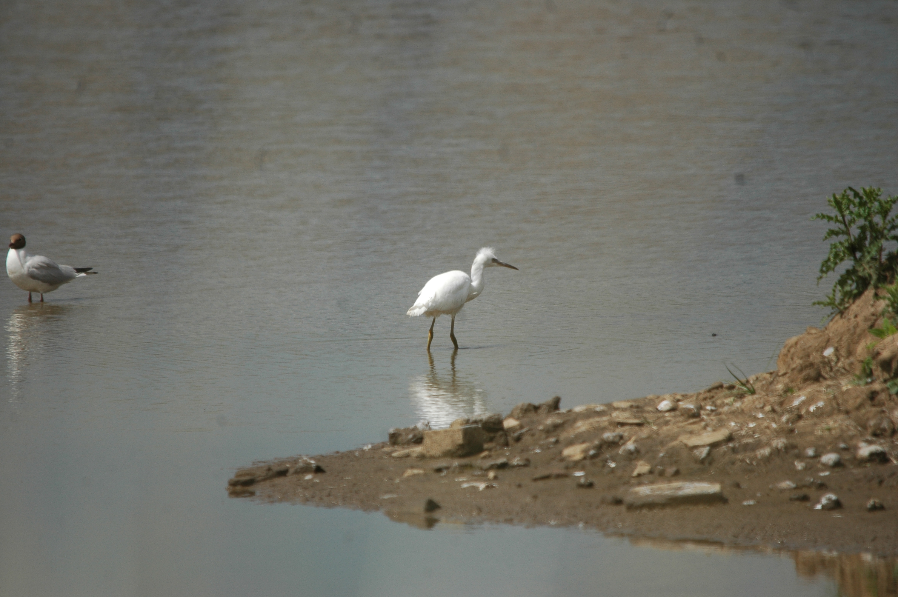 photos/wildlife/Bird_Species/021-Herons/0320-Little_Egret/20090704-Blacktoft-06.jpg