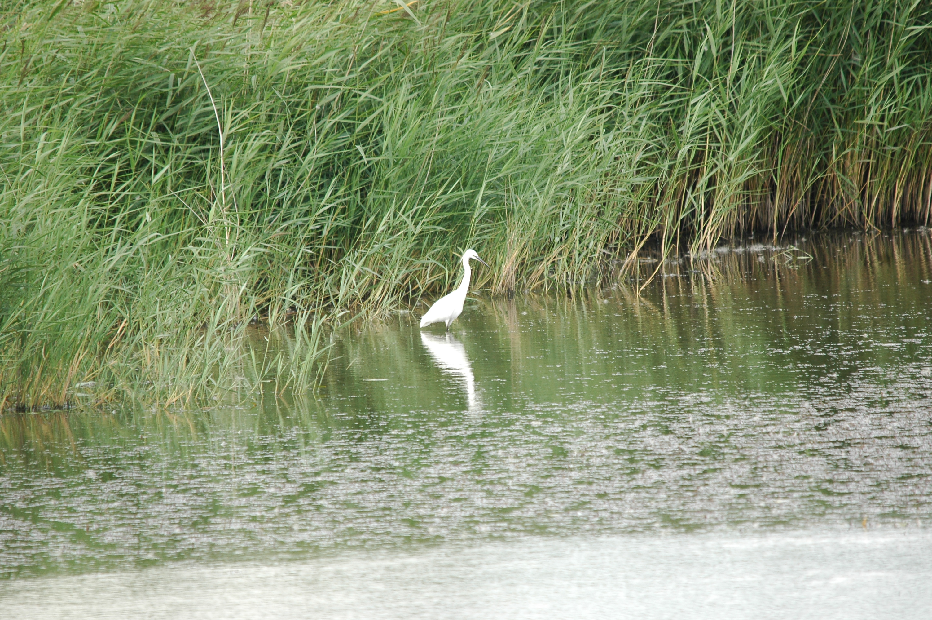 photos/wildlife/Bird_Species/021-Herons/0320-Little_Egret/20090725-Blacktoft-02.jpg