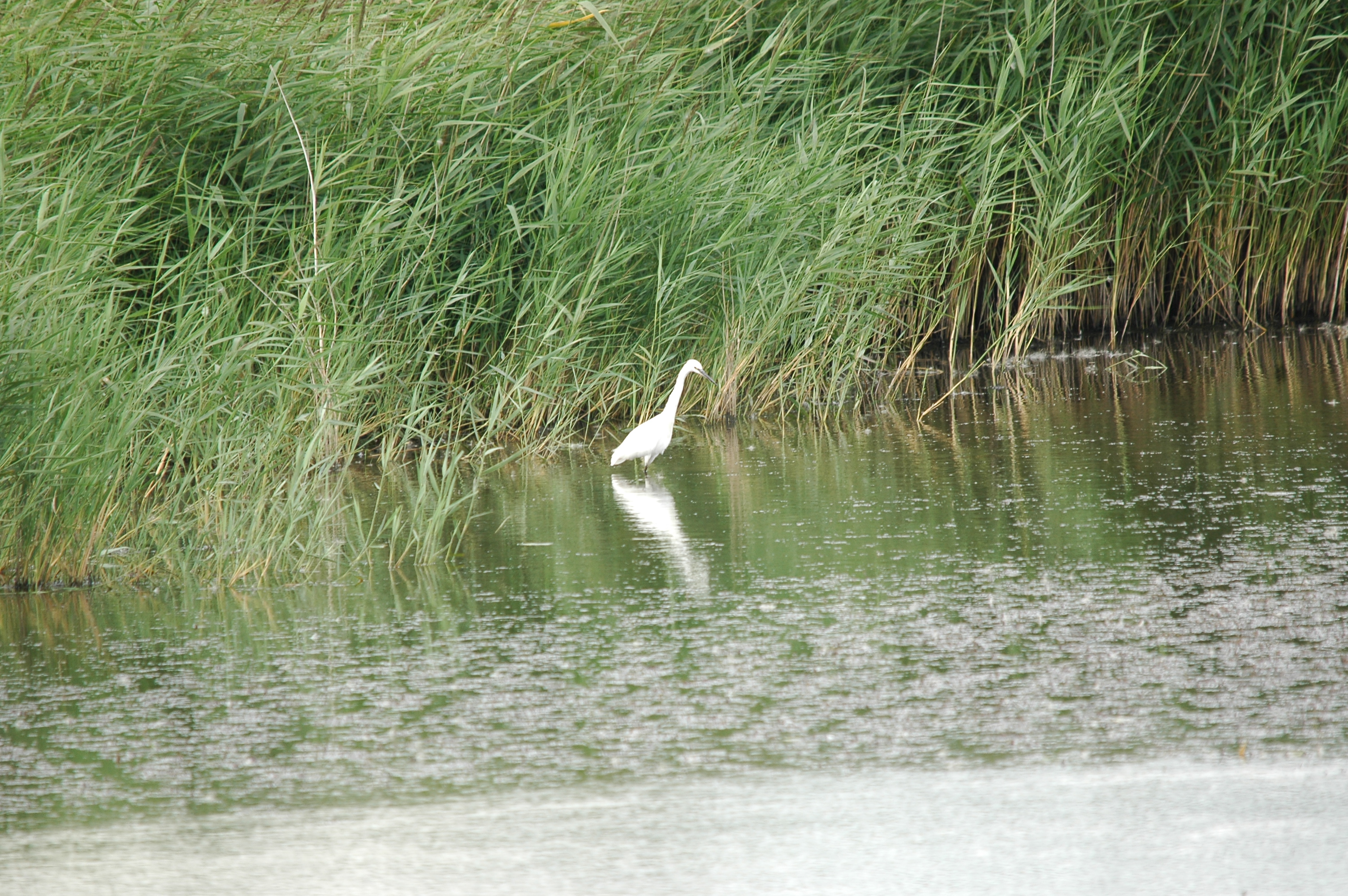 photos/wildlife/Bird_Species/021-Herons/0320-Little_Egret/20090725-Blacktoft-03.jpg