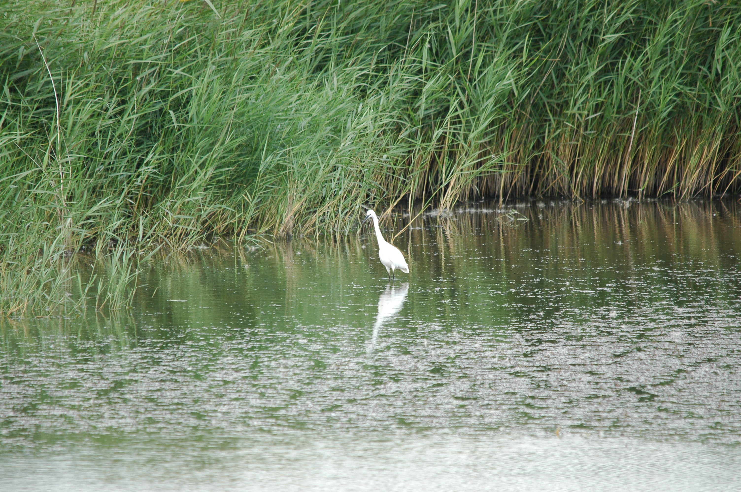 photos/wildlife/Bird_Species/021-Herons/0320-Little_Egret/20090725-Blacktoft-04.jpg