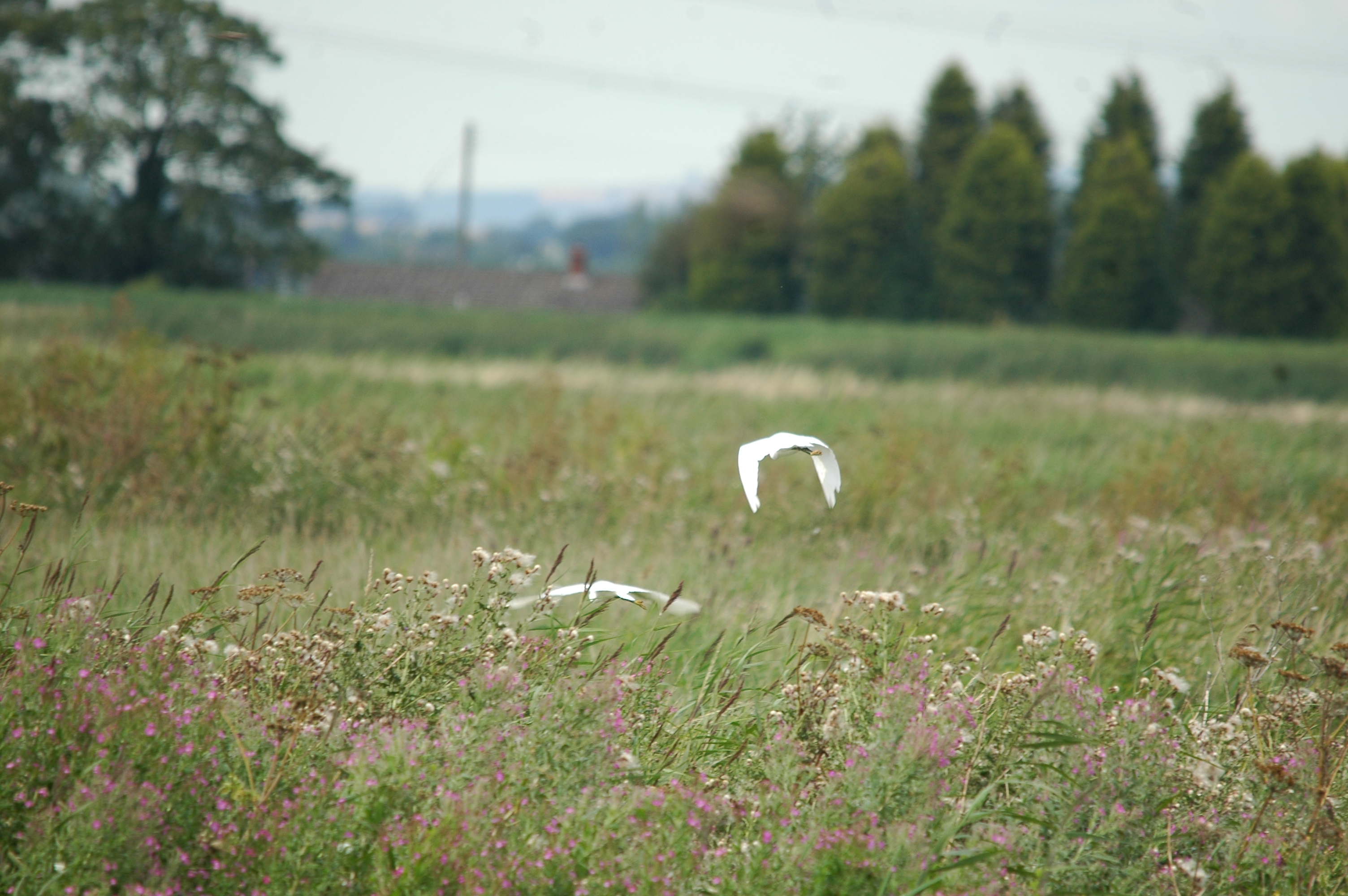 photos/wildlife/Bird_Species/021-Herons/0320-Little_Egret/20090725-Blacktoft-06.jpg