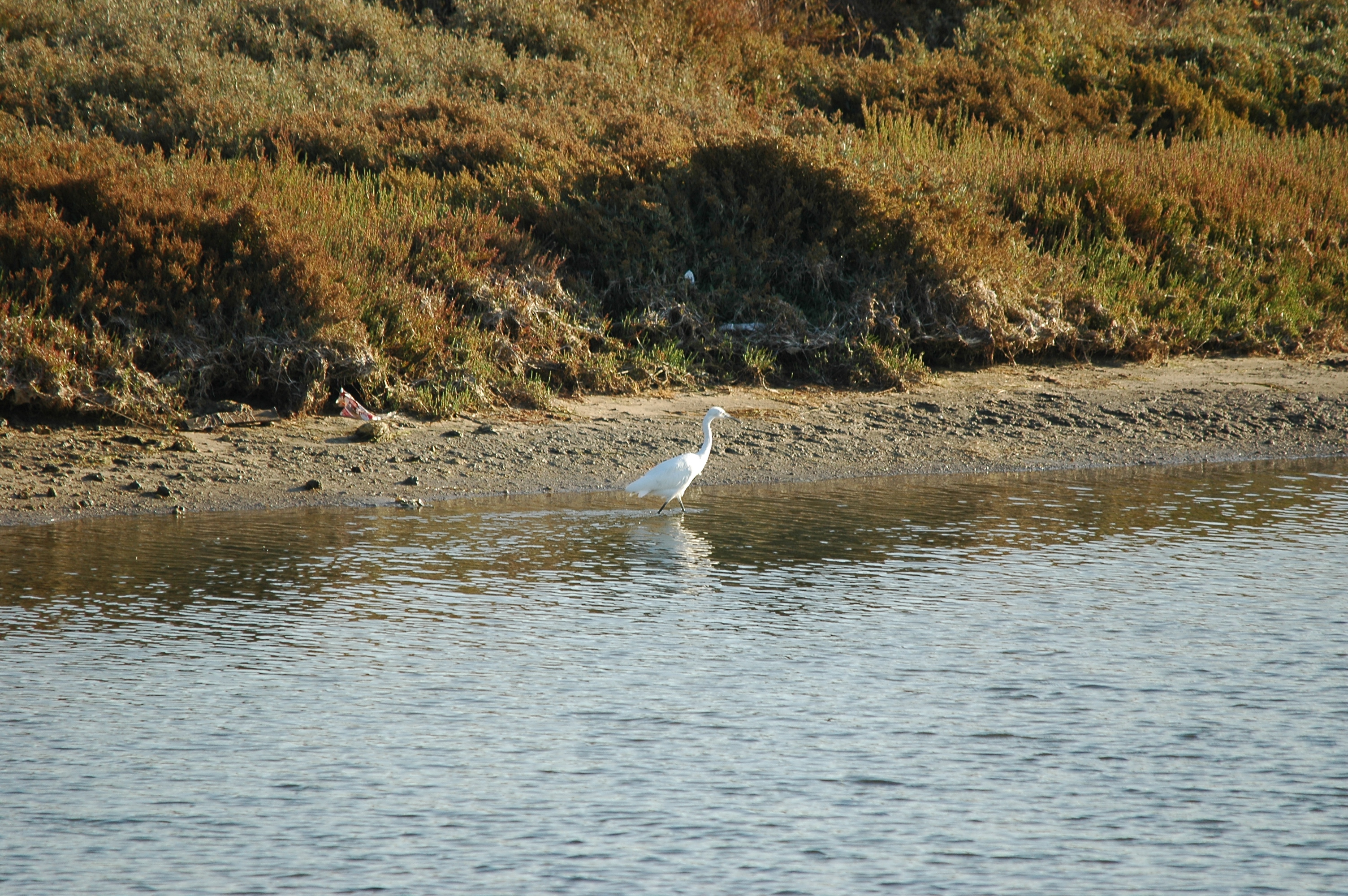 photos/wildlife/Bird_Species/021-Herons/0320-Little_Egret/20090923-Spain-01.jpg
