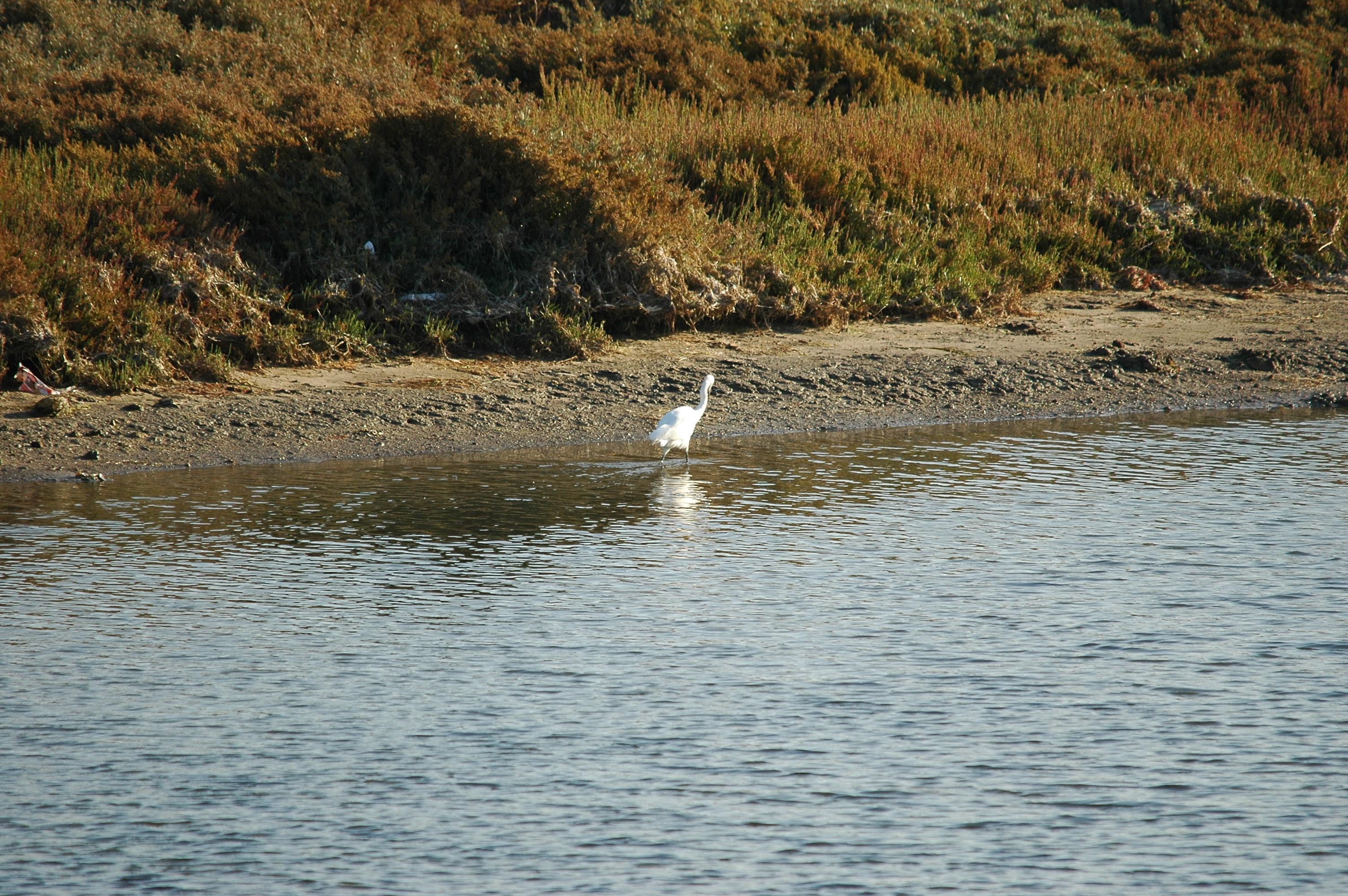 photos/wildlife/Bird_Species/021-Herons/0320-Little_Egret/20090923-Spain-02.jpg