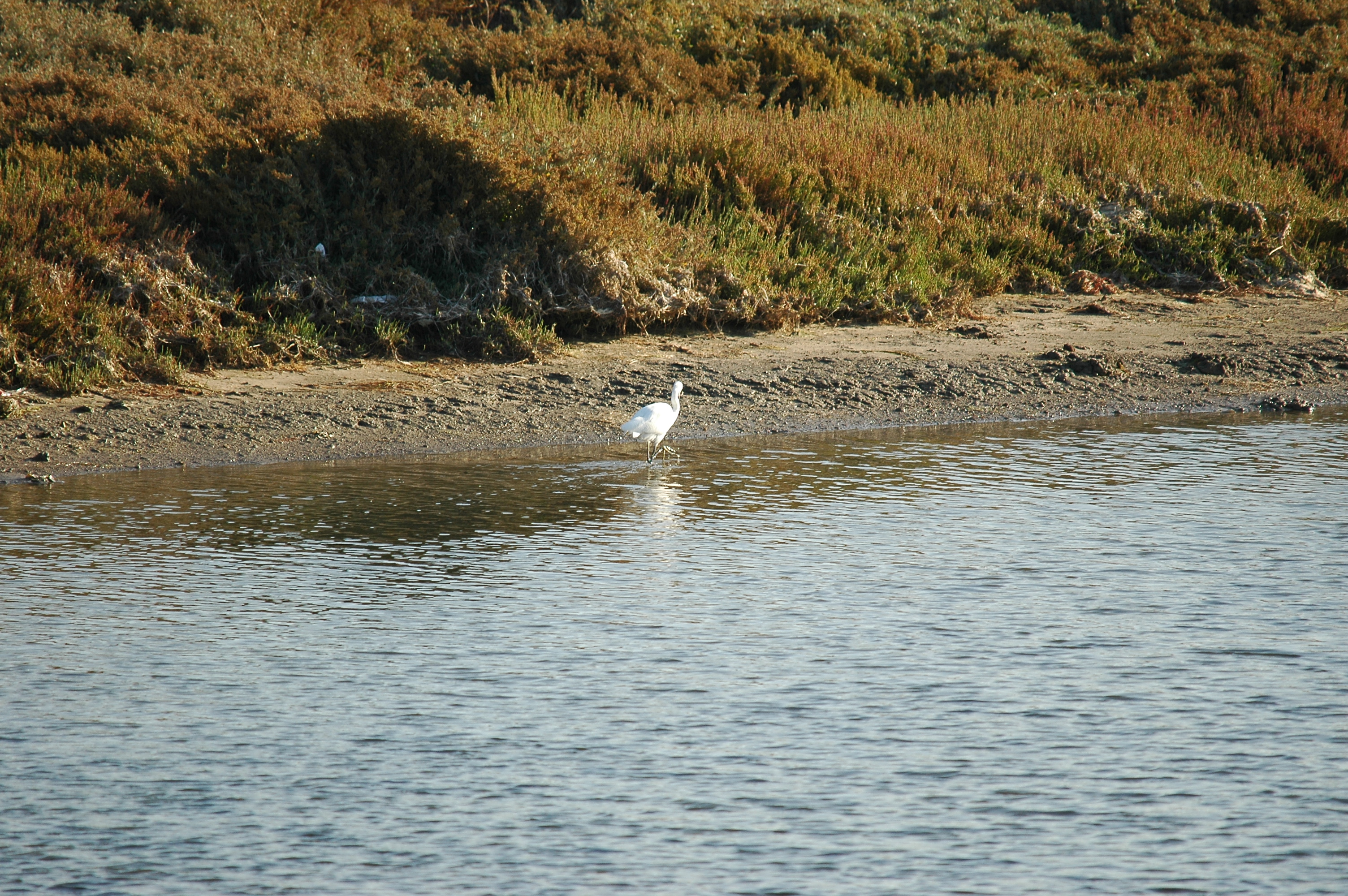 photos/wildlife/Bird_Species/021-Herons/0320-Little_Egret/20090923-Spain-03.jpg