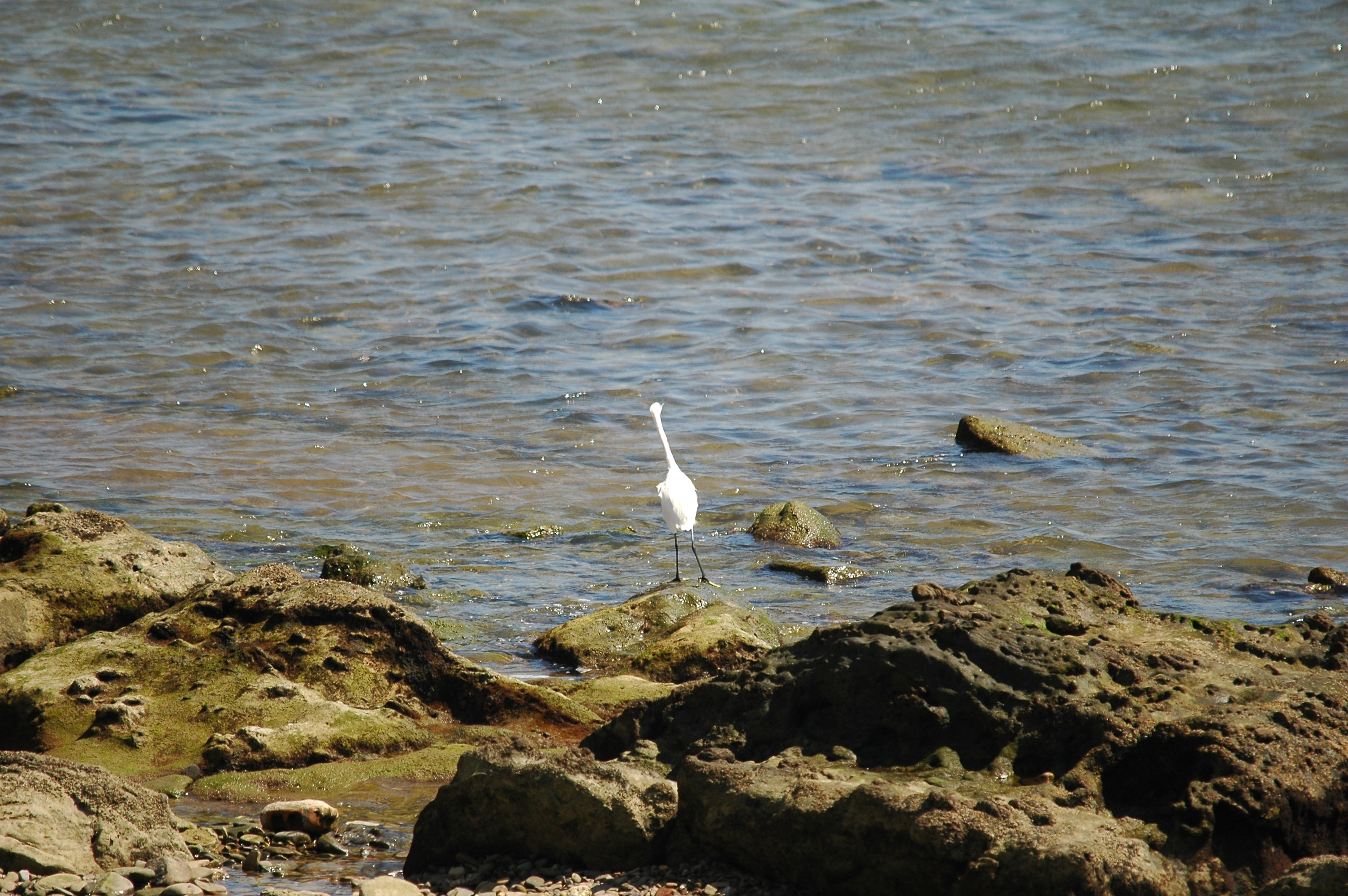 photos/wildlife/Bird_Species/021-Herons/0320-Little_Egret/20090923-Spain-04.jpg
