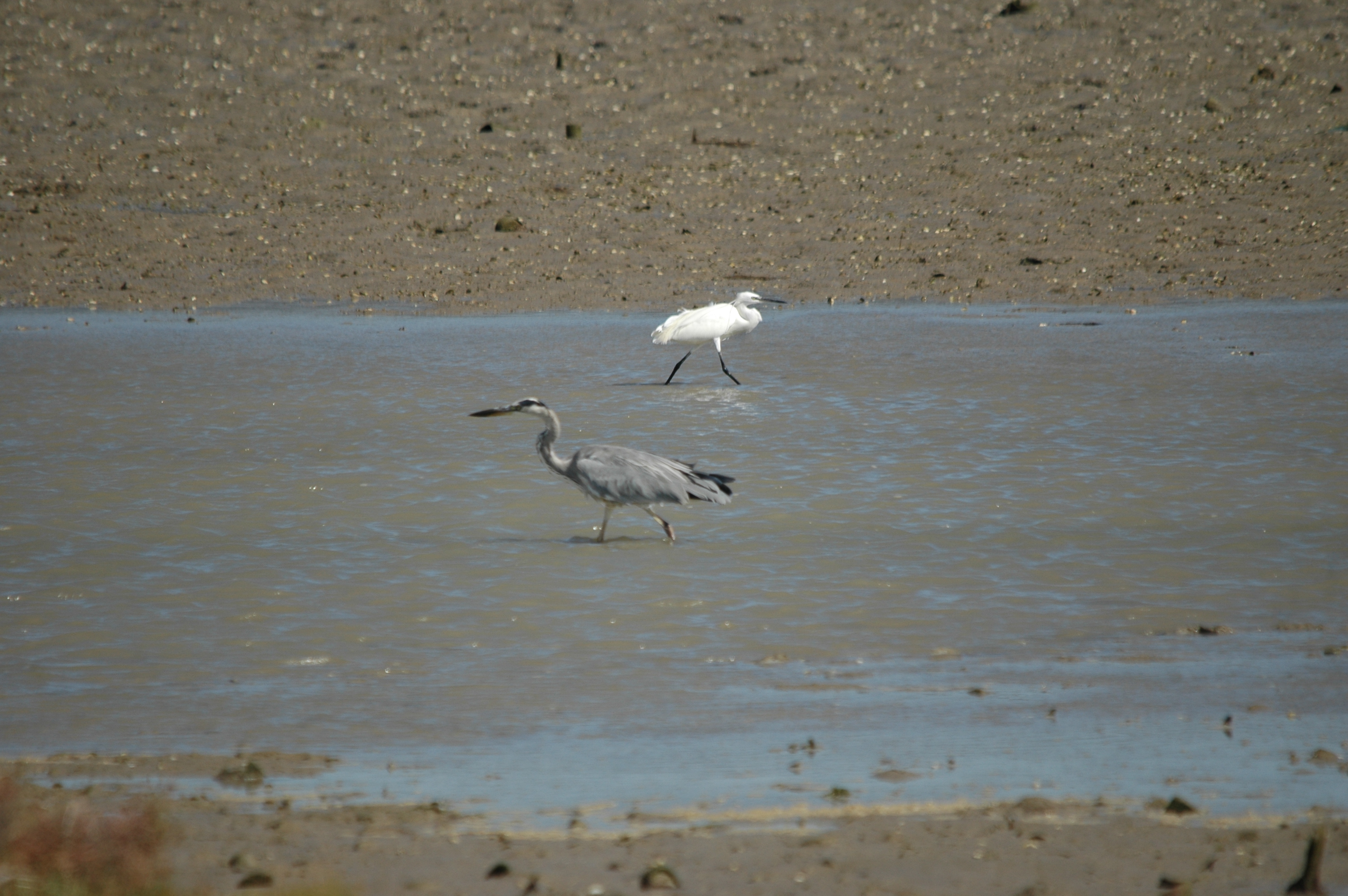 photos/wildlife/Bird_Species/021-Herons/0320-Little_Egret/20090923-Spain-05.jpg