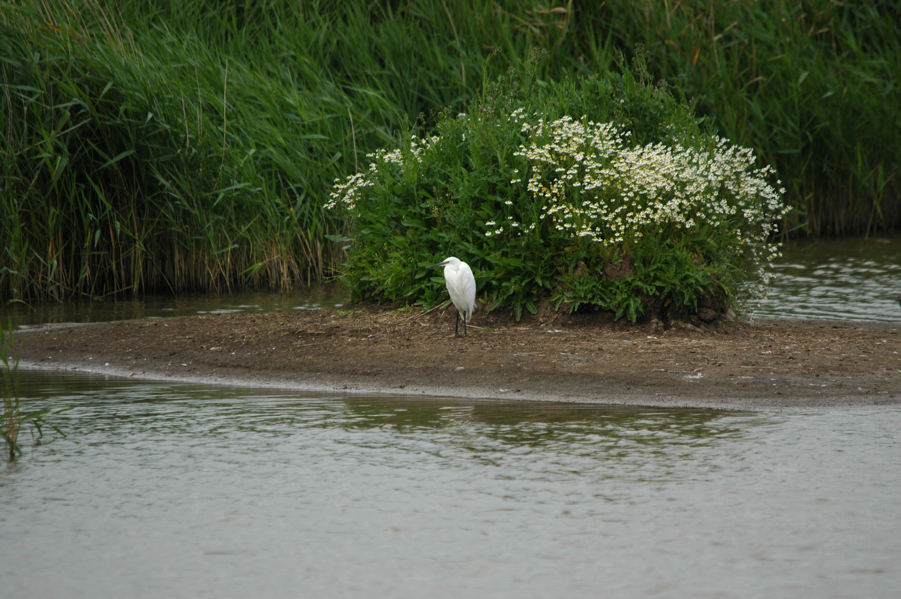 photos/wildlife/Bird_Species/021-Herons/0320-Little_Egret/DSC_6314.JPG