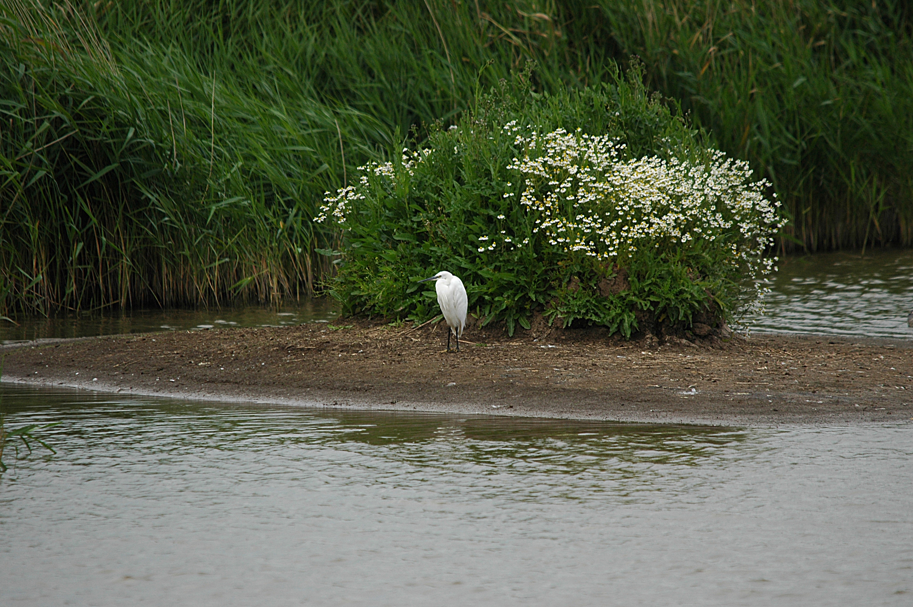 photos/wildlife/Bird_Species/021-Herons/0320-Little_Egret/DSC_6315.JPG