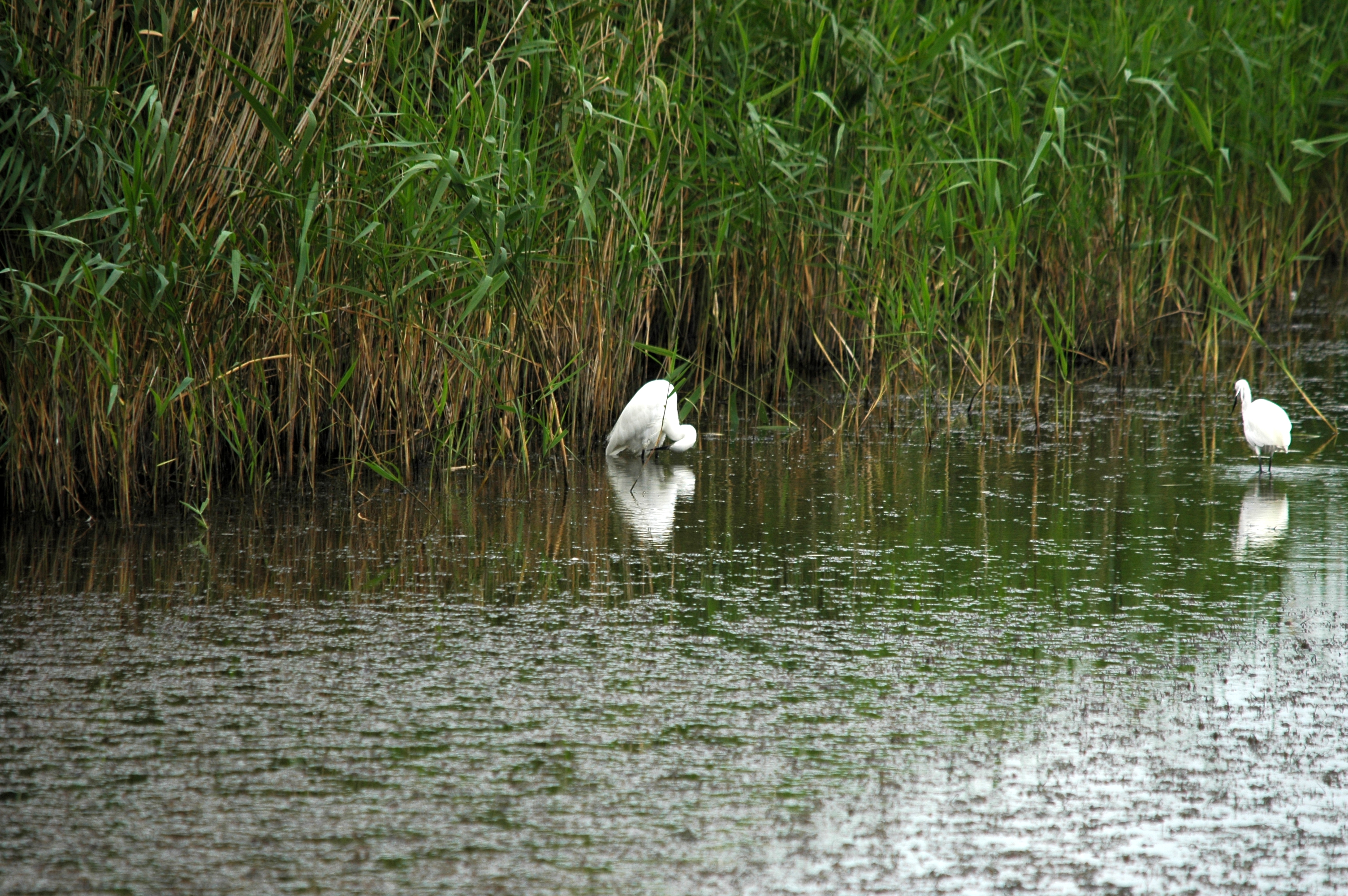 photos/wildlife/Bird_Species/021-Herons/0320-Little_Egret/DSC_6327.JPG