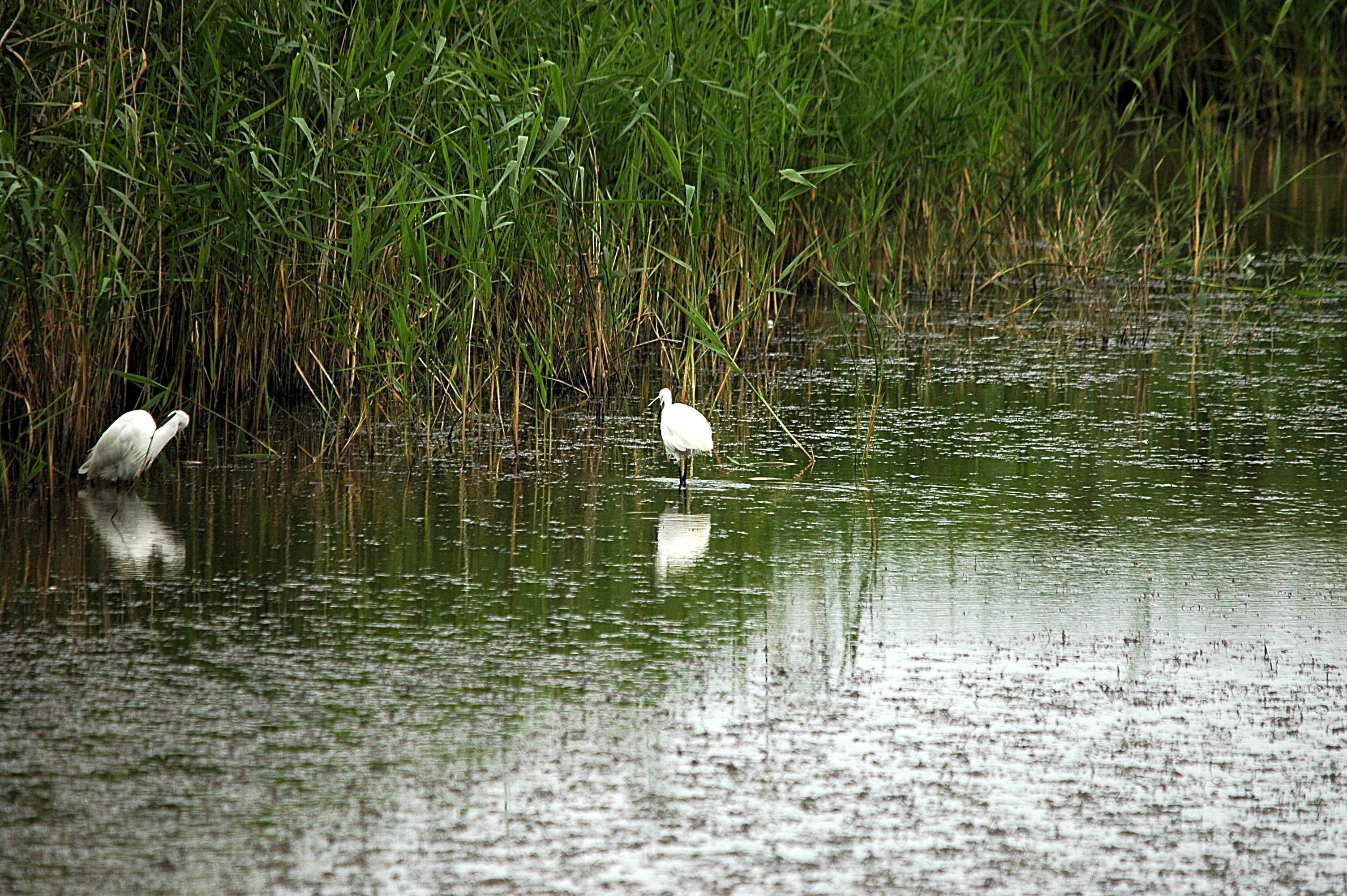 photos/wildlife/Bird_Species/021-Herons/0320-Little_Egret/DSC_6328.JPG