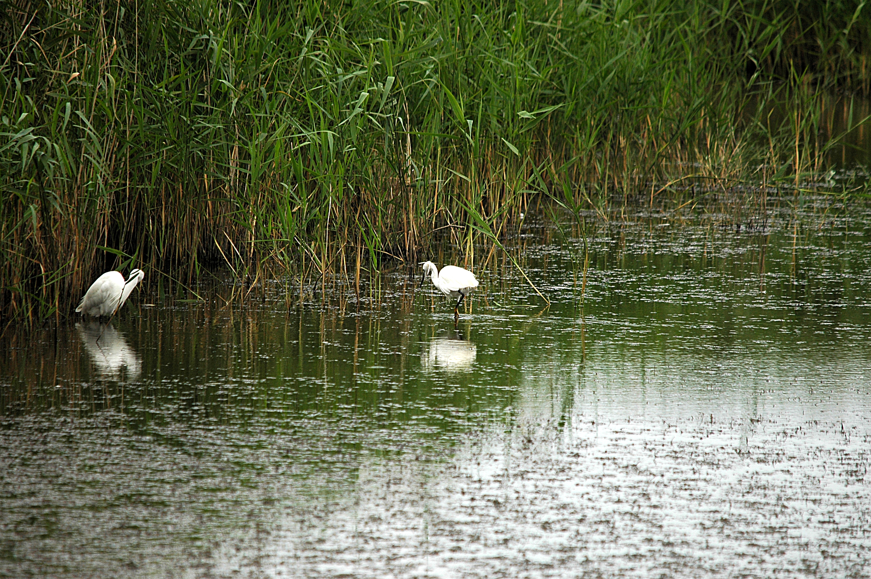 photos/wildlife/Bird_Species/021-Herons/0320-Little_Egret/DSC_6329.JPG
