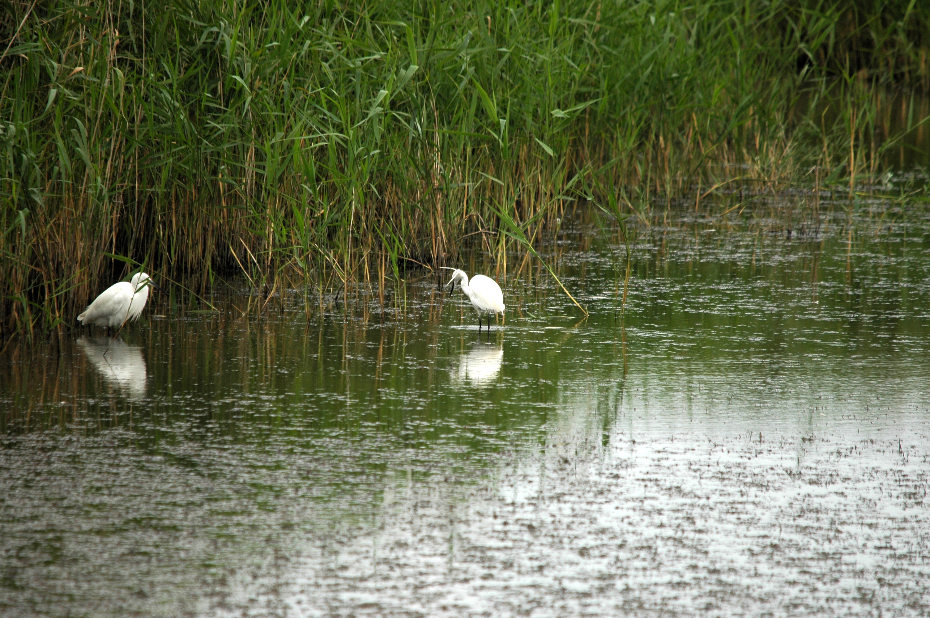 photos/wildlife/Bird_Species/021-Herons/0320-Little_Egret/DSC_6330.JPG
